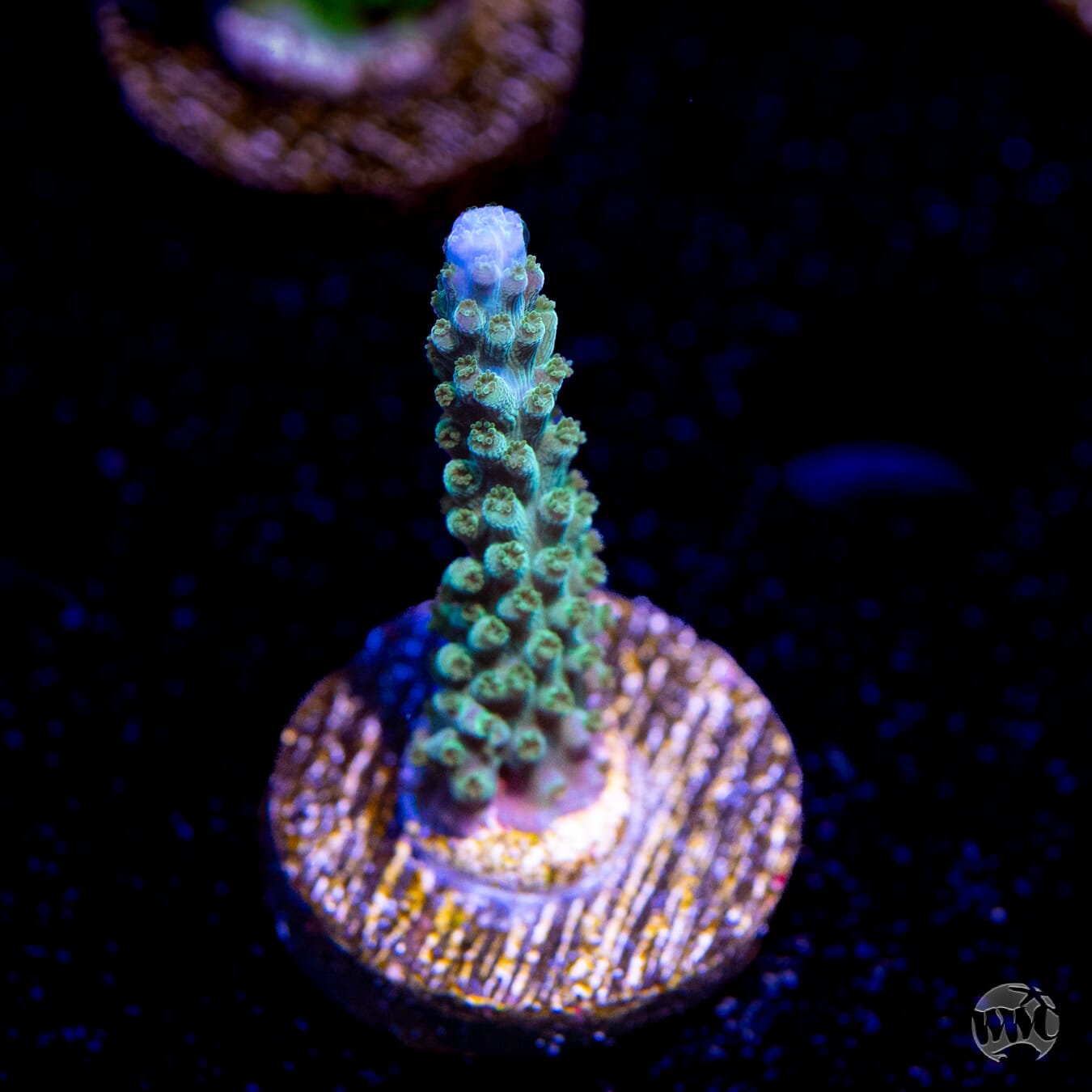 WWC Green Lightning Stag Acropora