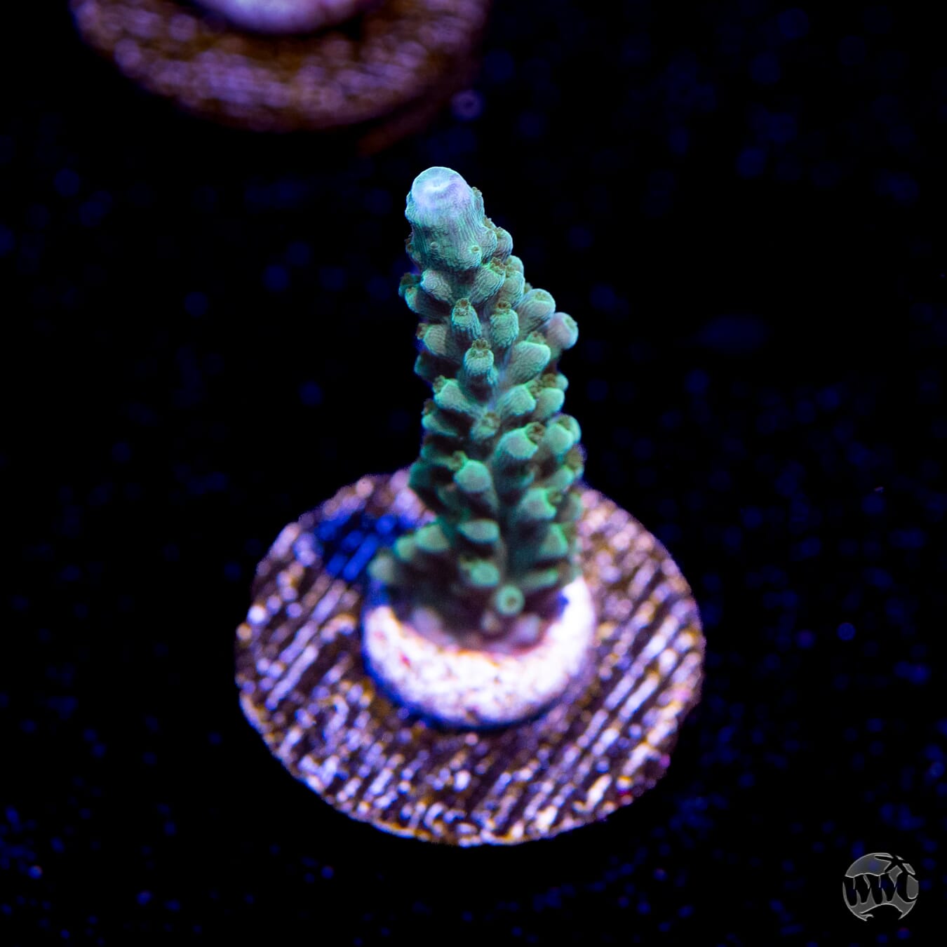 WWC Green Lightning Stag Acropora