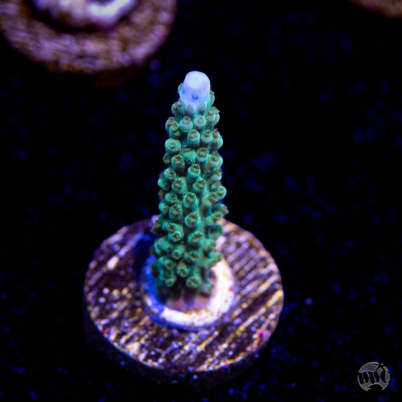 WWC Green Lightning Stag Acropora