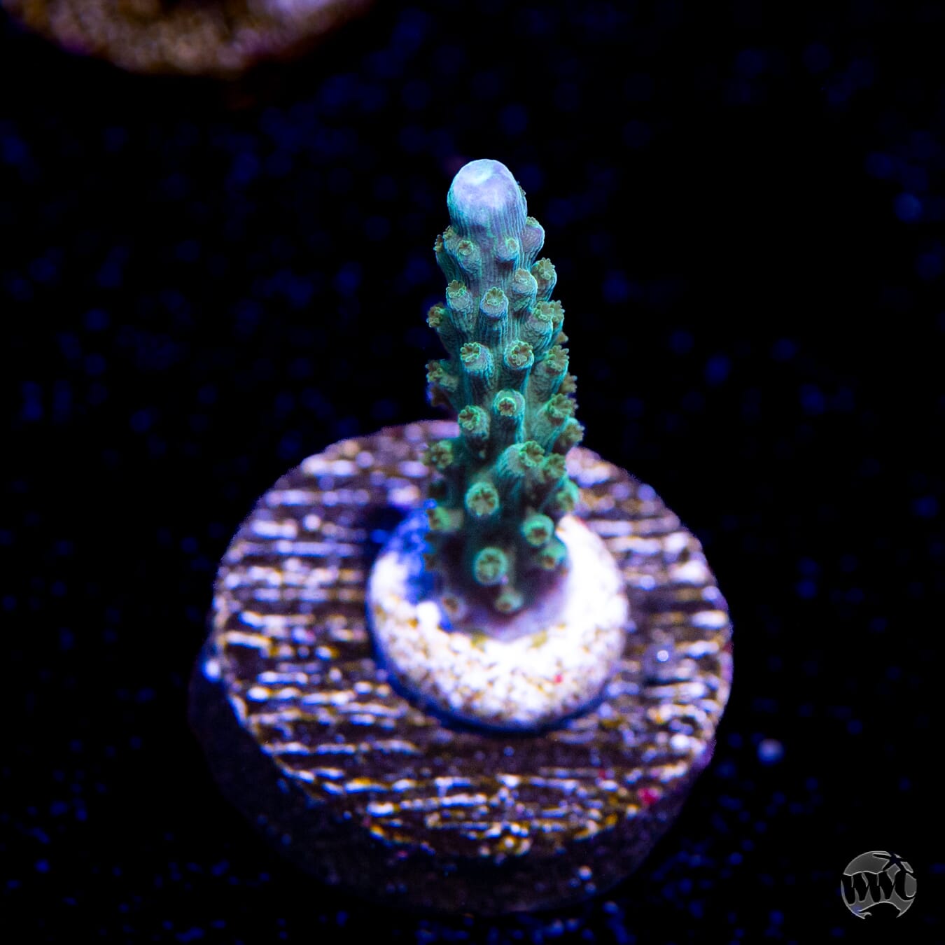 WWC Green Lightning Stag Acropora