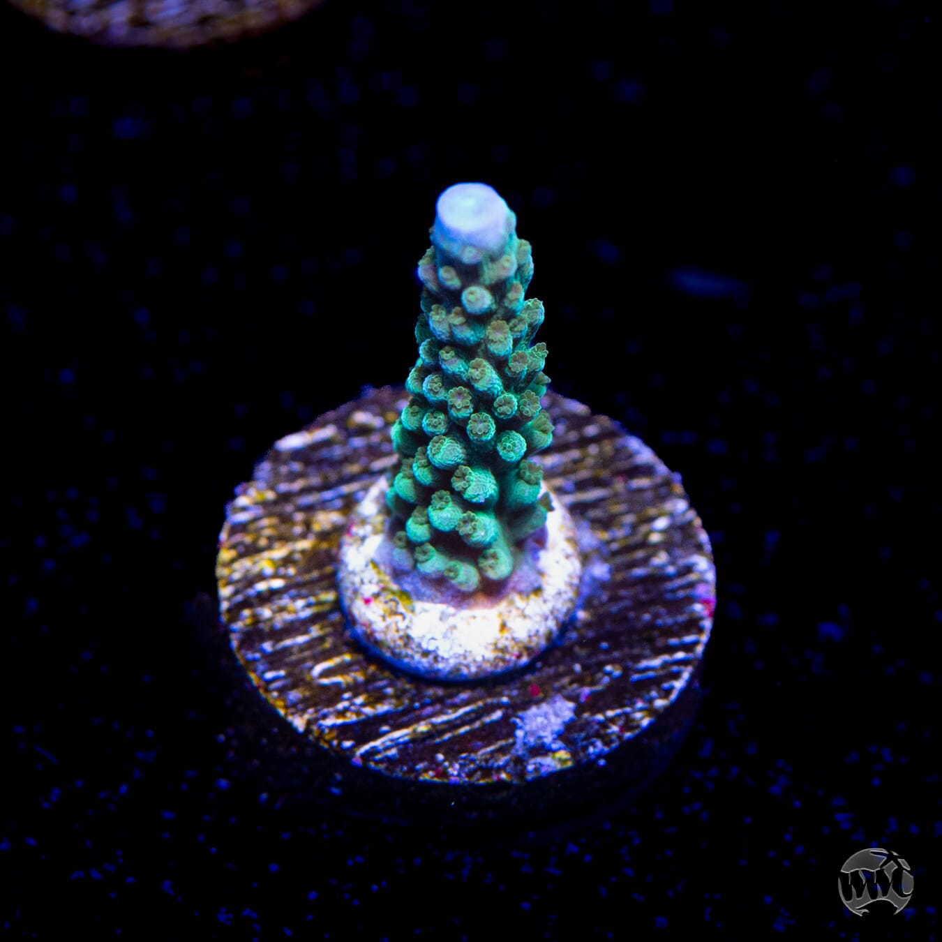 WWC Green Lightning Stag Acropora