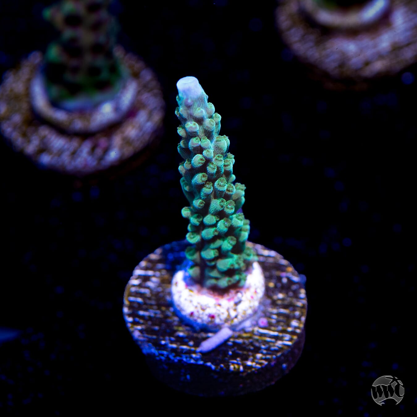 WWC Green Lightning Stag Acropora