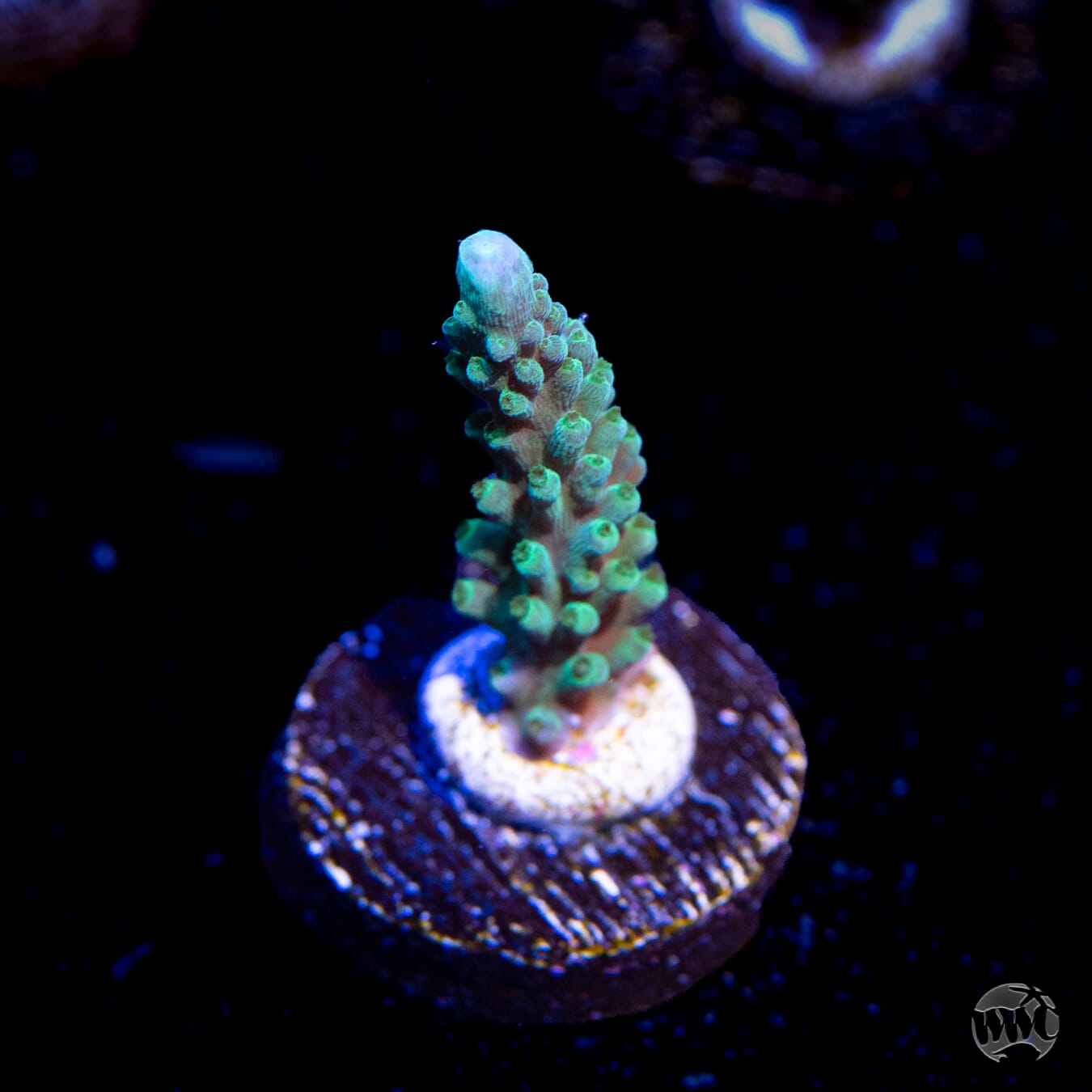 WWC Green Lightning Stag Acropora