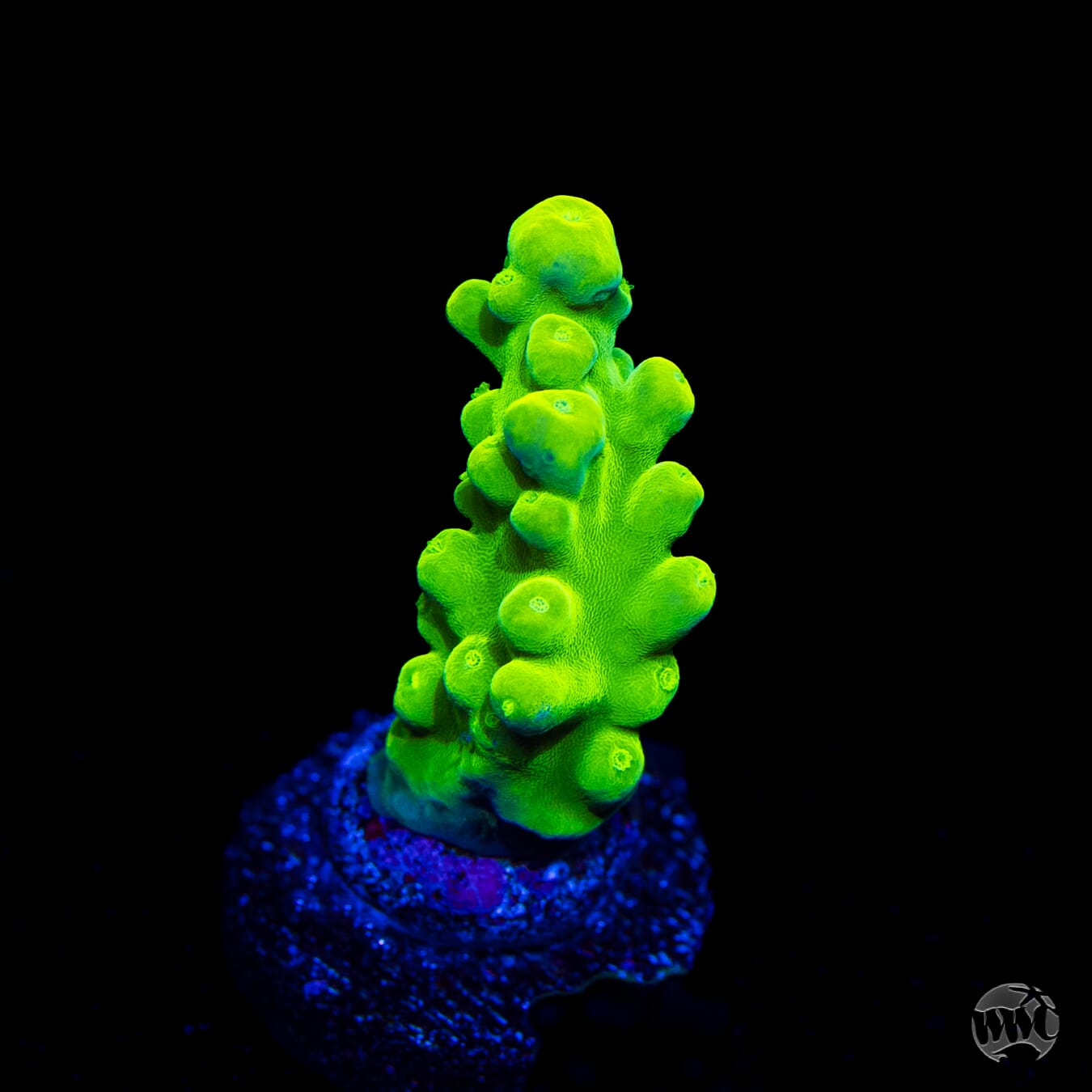 WWC Yellow Austera Acropora