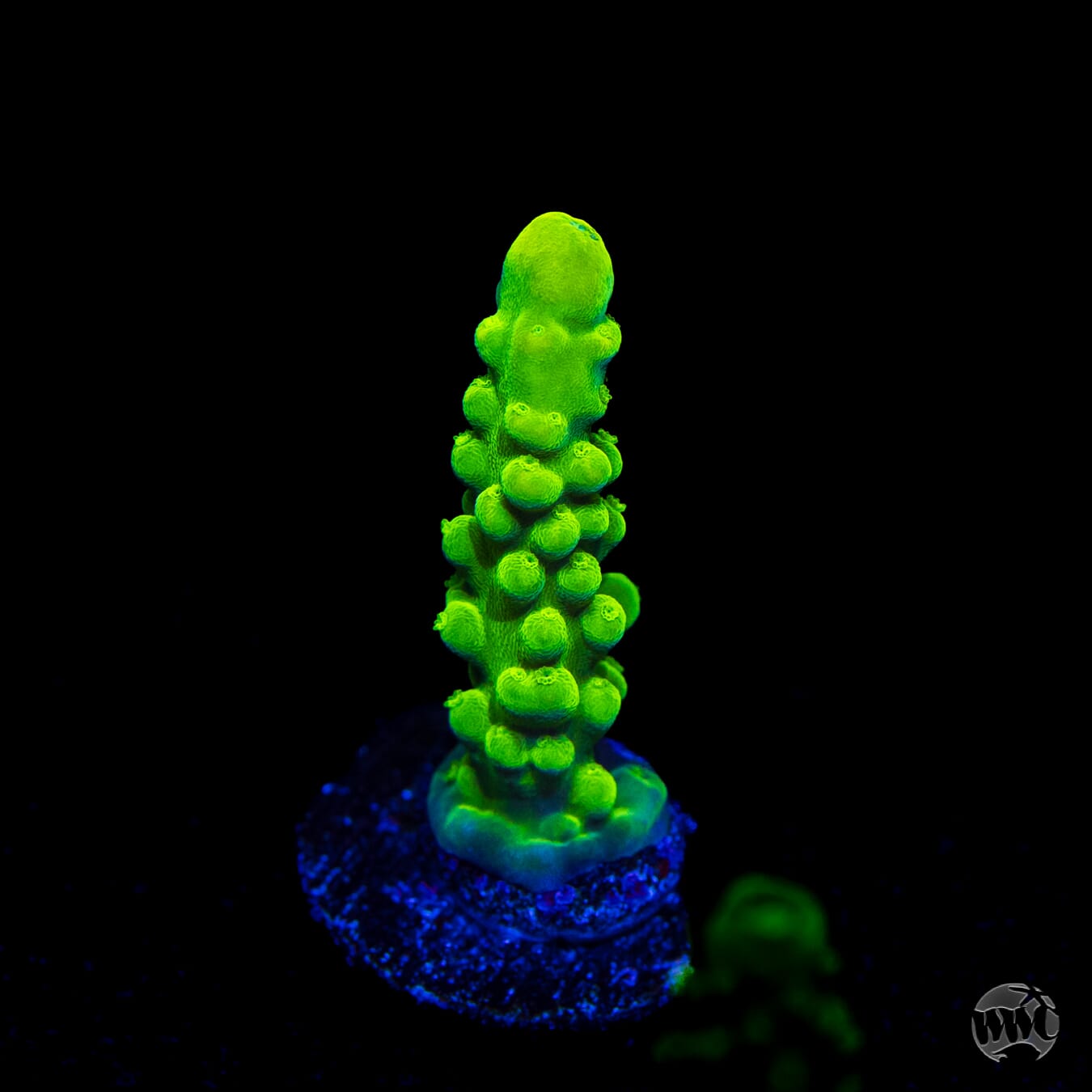 WWC Yellow Austera Acropora