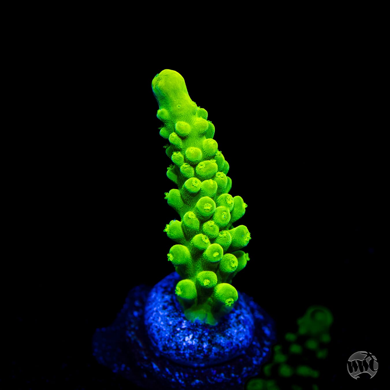 WWC Yellow Austera Acropora