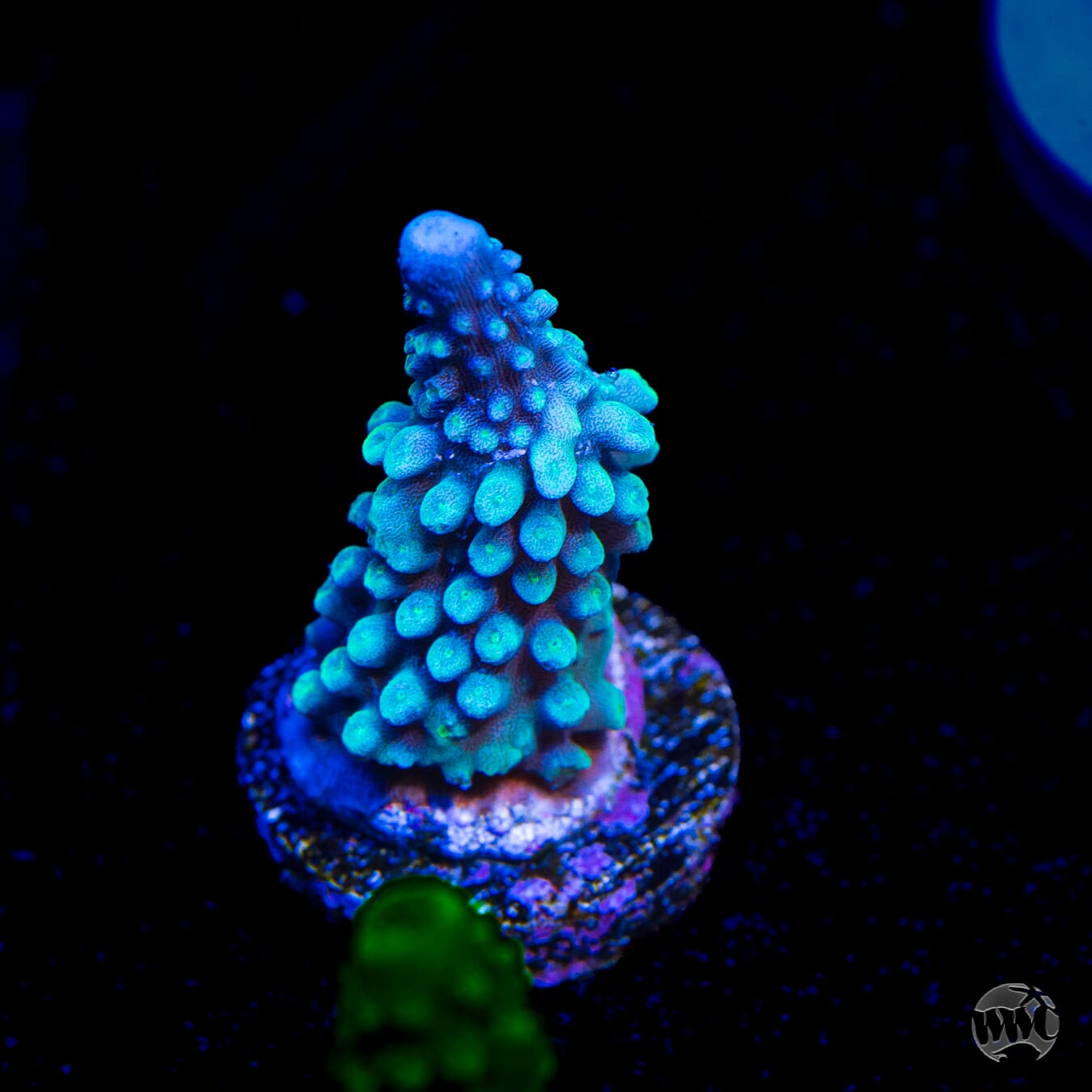 WWC Blue Lightning Stag Acropora