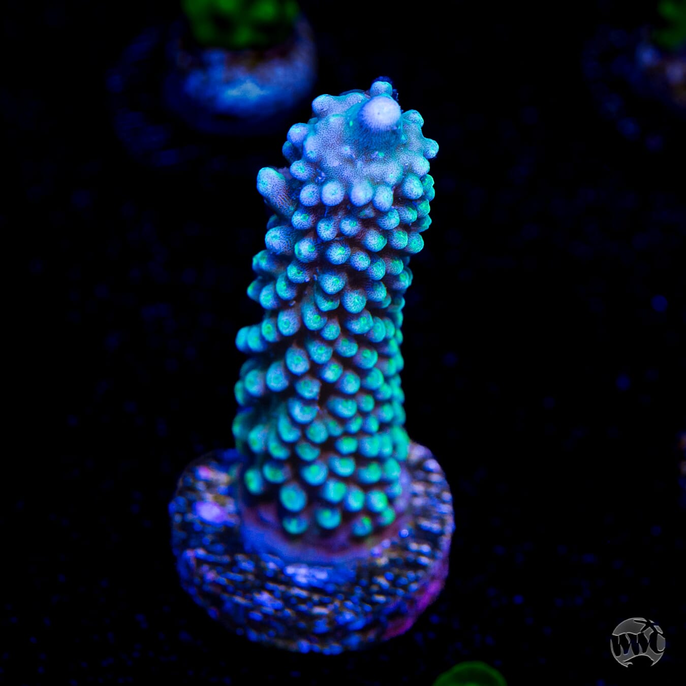 WWC Blue Lightning Stag Acropora