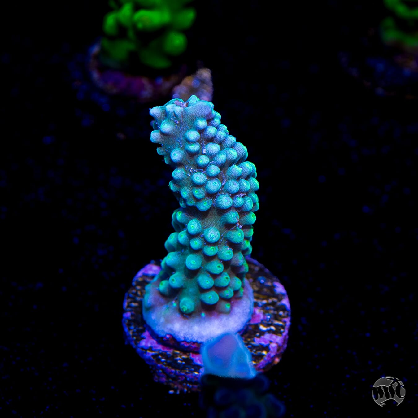 WWC Blue Lightning Stag Acropora