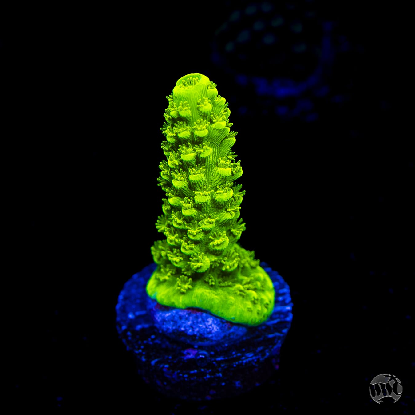 Green Slimer Acropora