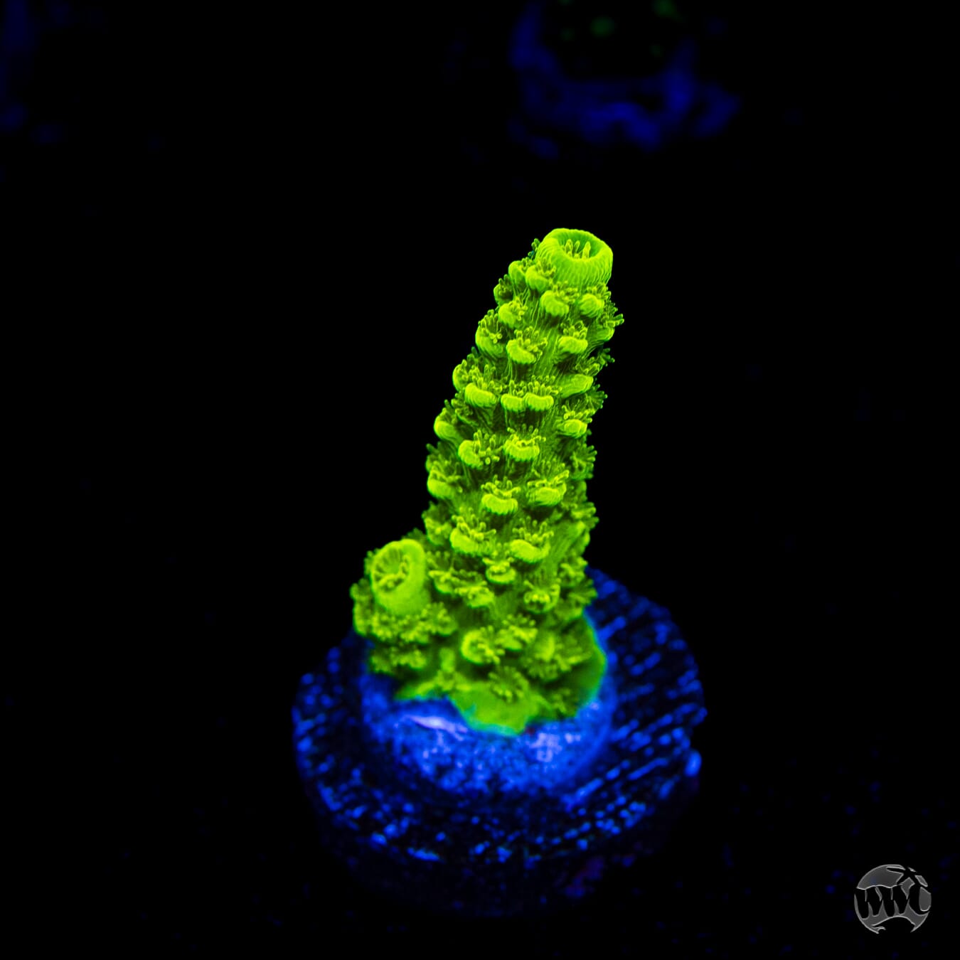 Green Slimer Acropora