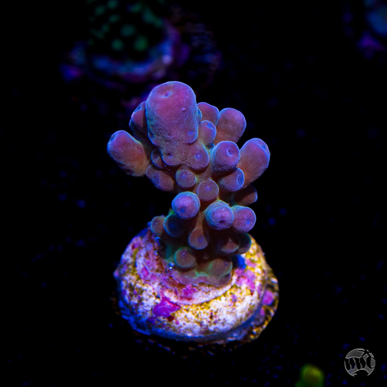 WWC Yellow Tips Austera Acropora