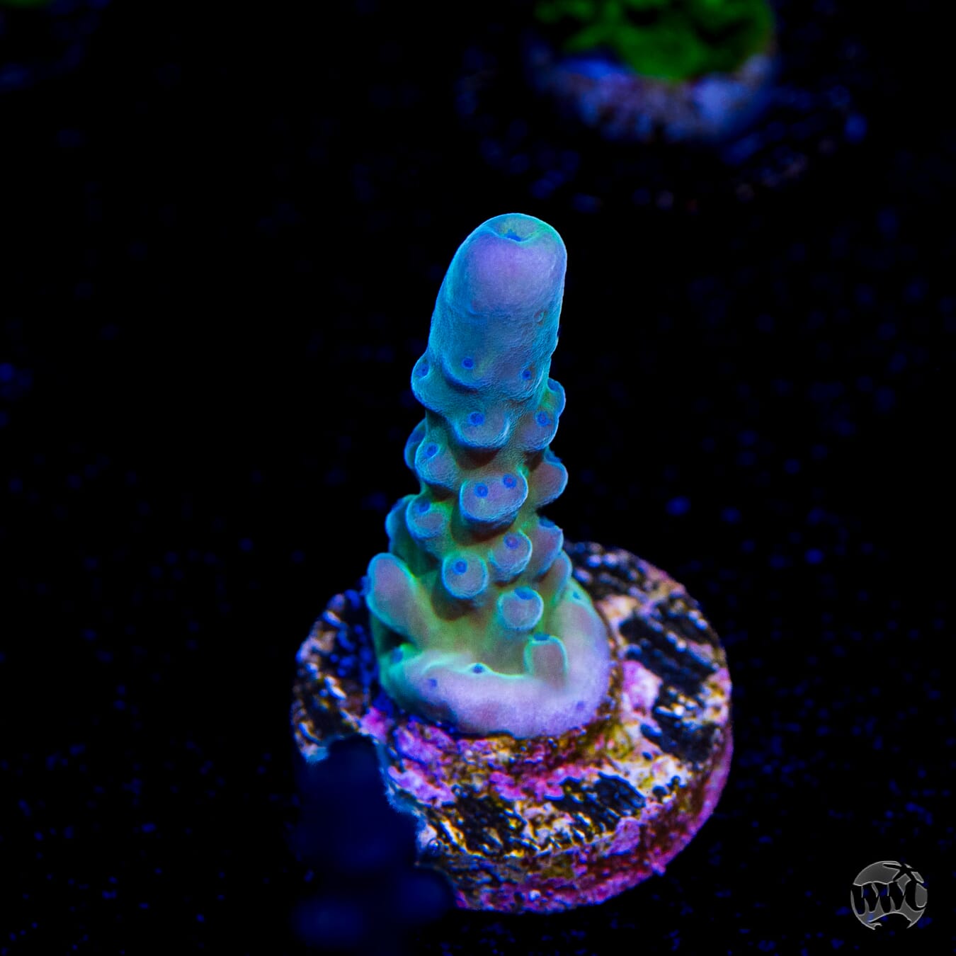 WWC Yellow Tips Austera Acropora