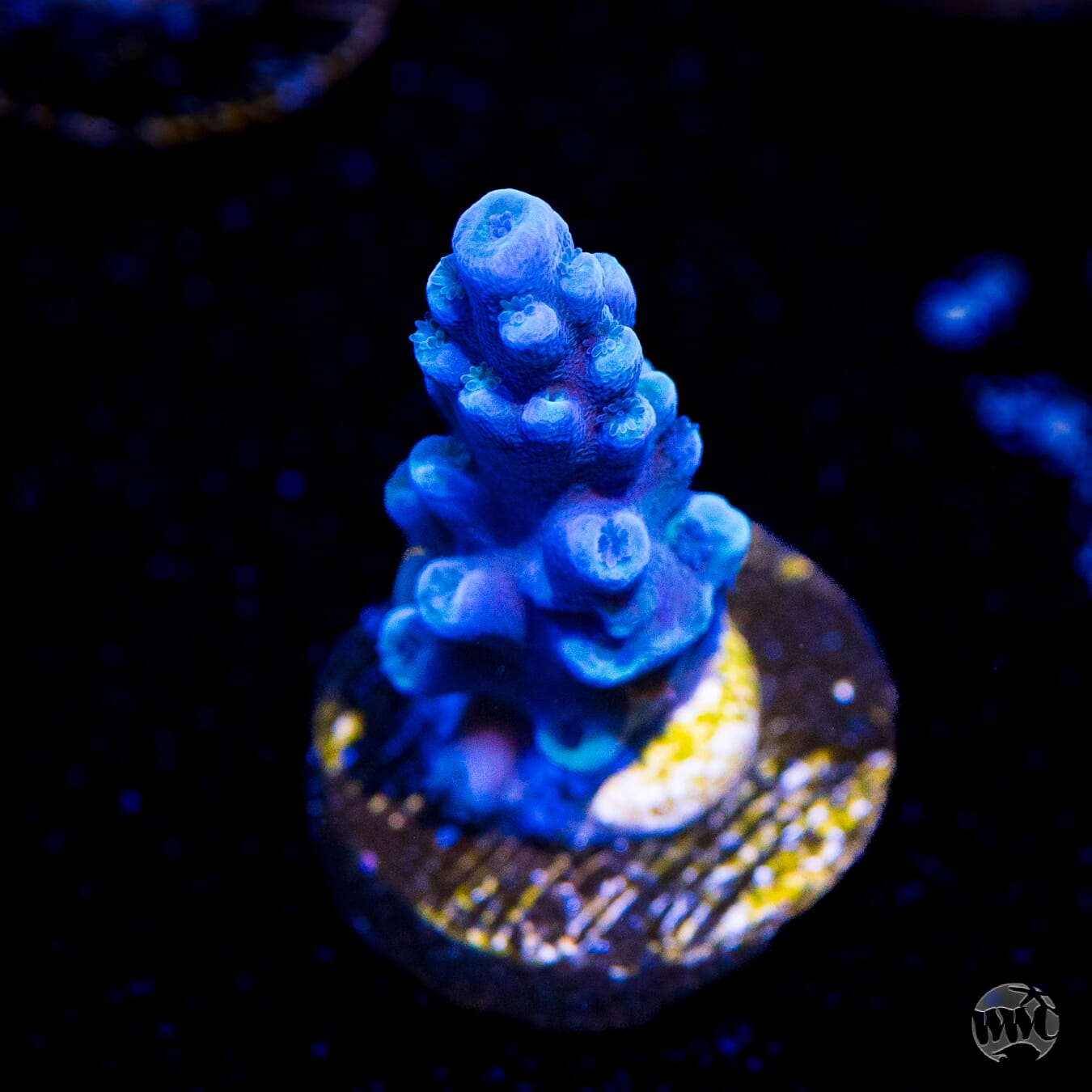 Oregon Tort Acropora