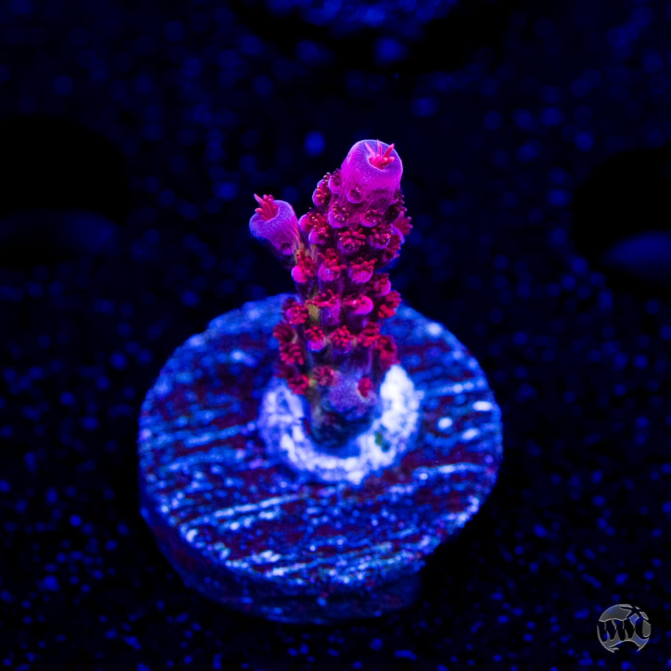 PC Rainbow Acropora