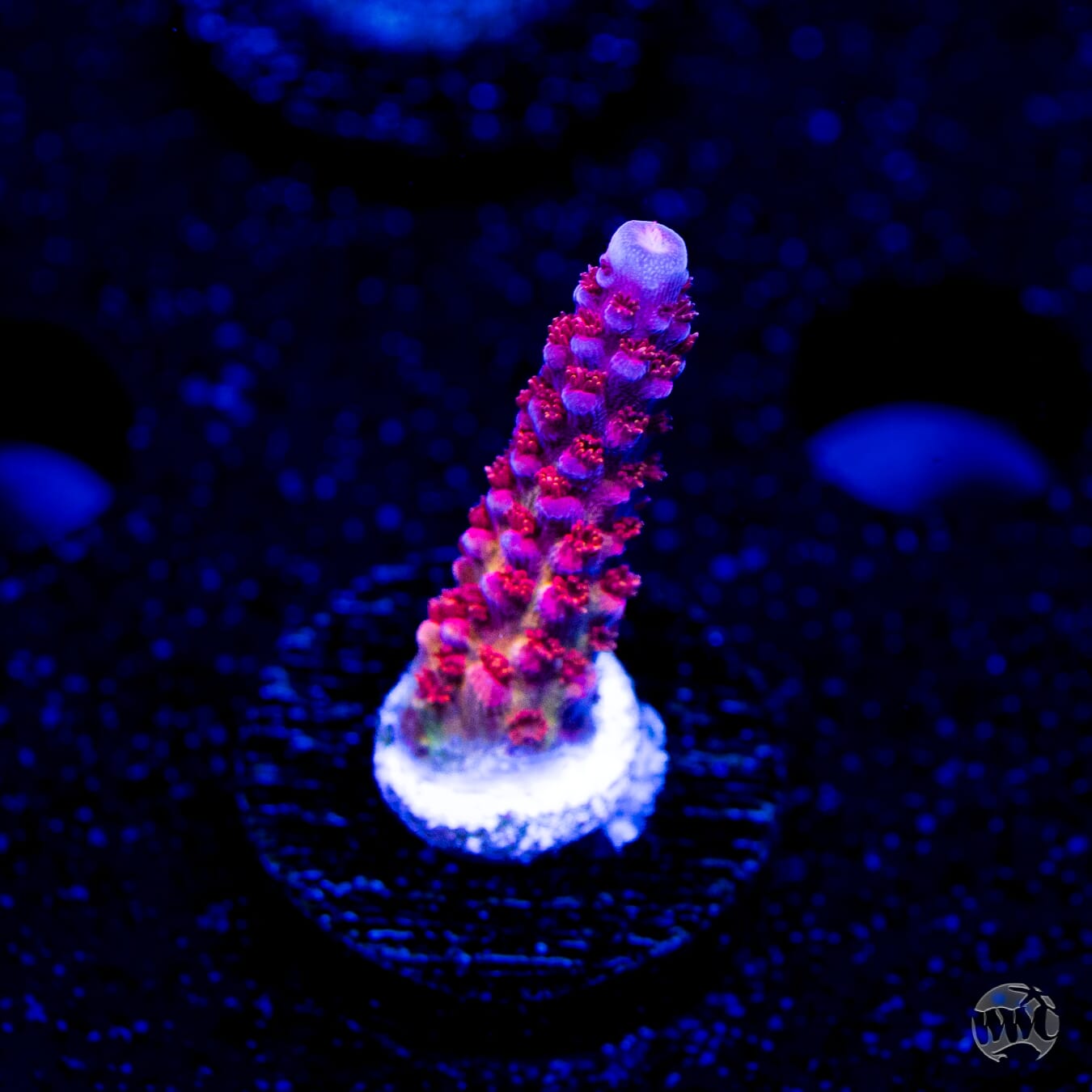 PC Rainbow Acropora