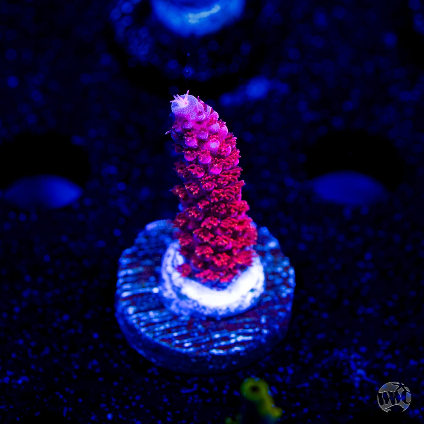 PC Rainbow Acropora