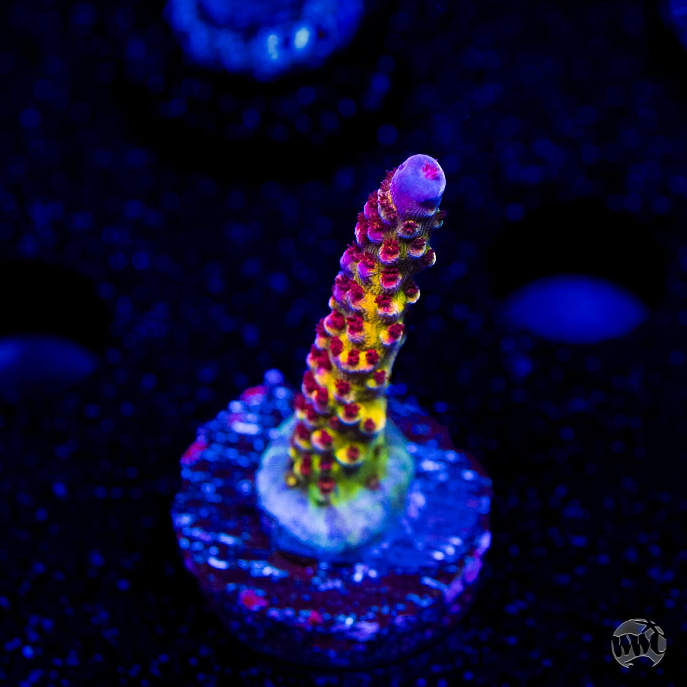 PC Rainbow Acropora