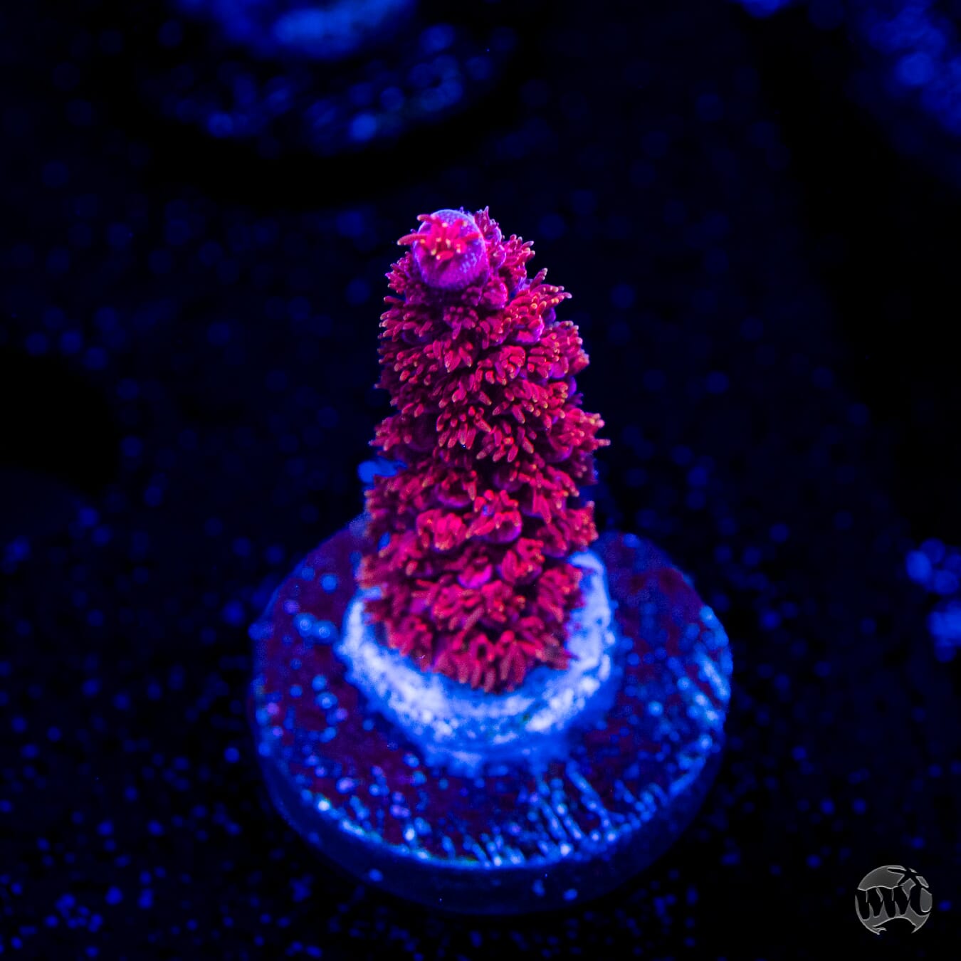 PC Rainbow Acropora