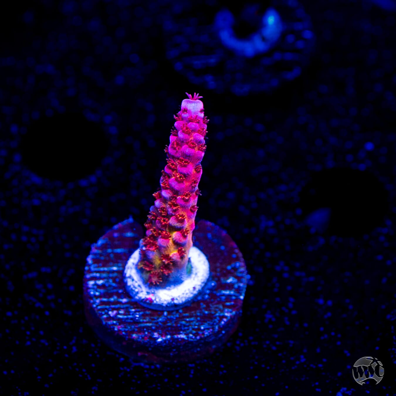 PC Rainbow Acropora