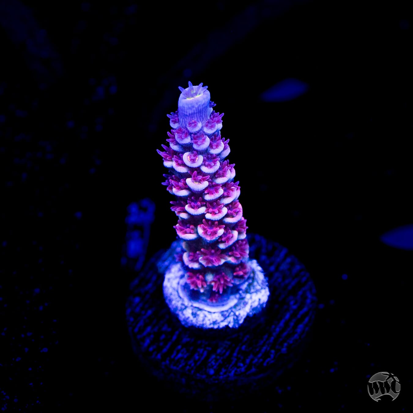 WWC Paradise Tenuis Acropora