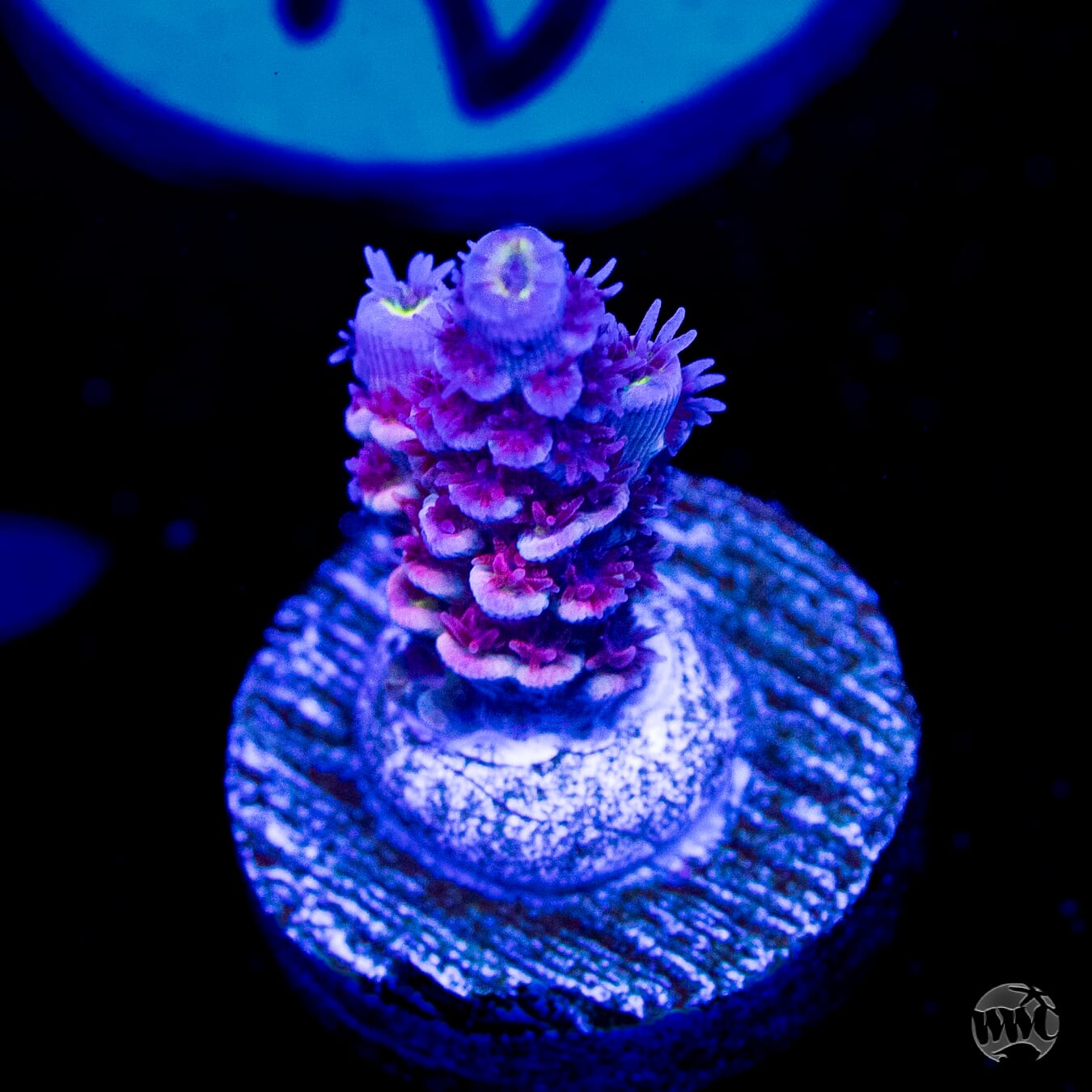 WWC Paradise Tenuis Acropora