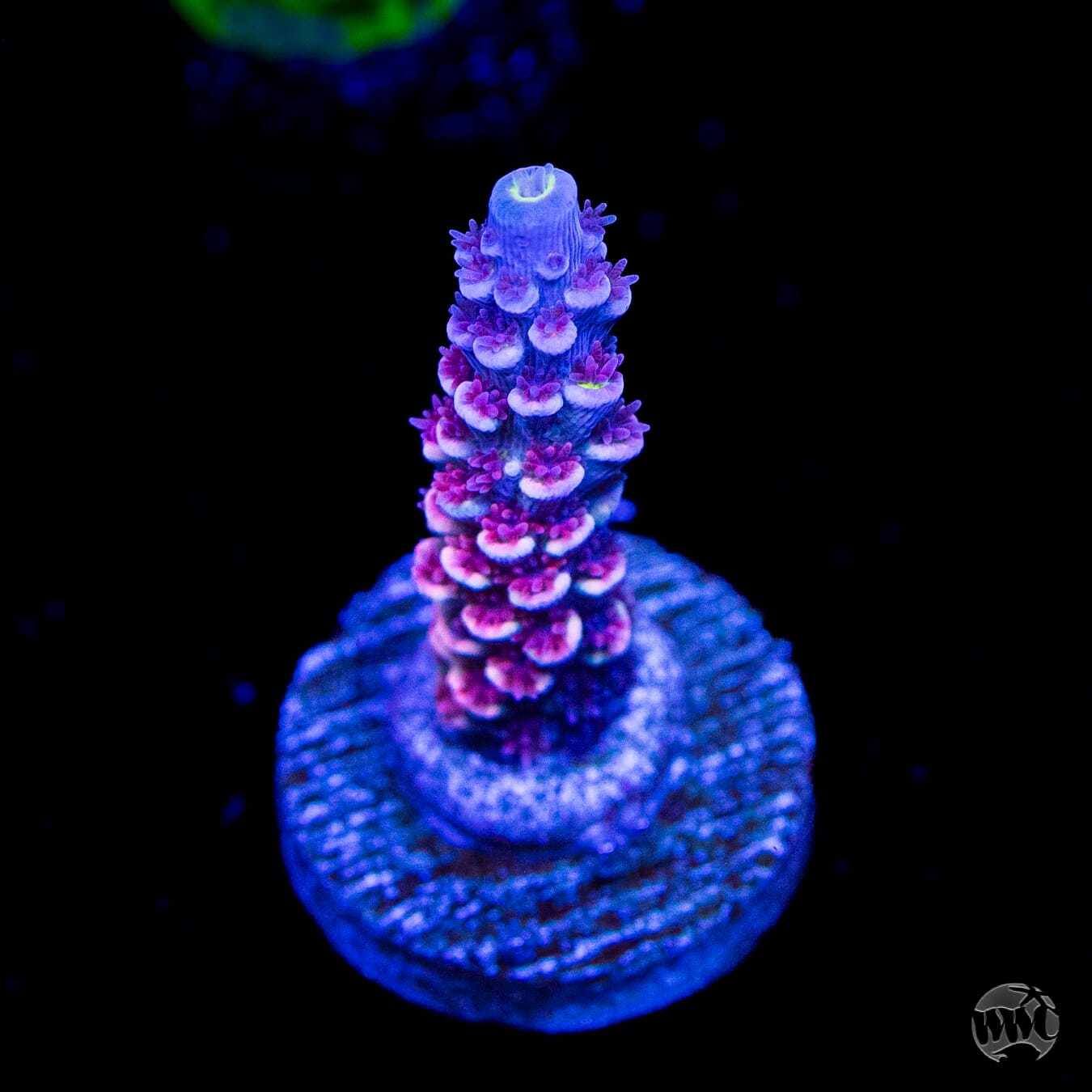 WWC Paradise Tenuis Acropora