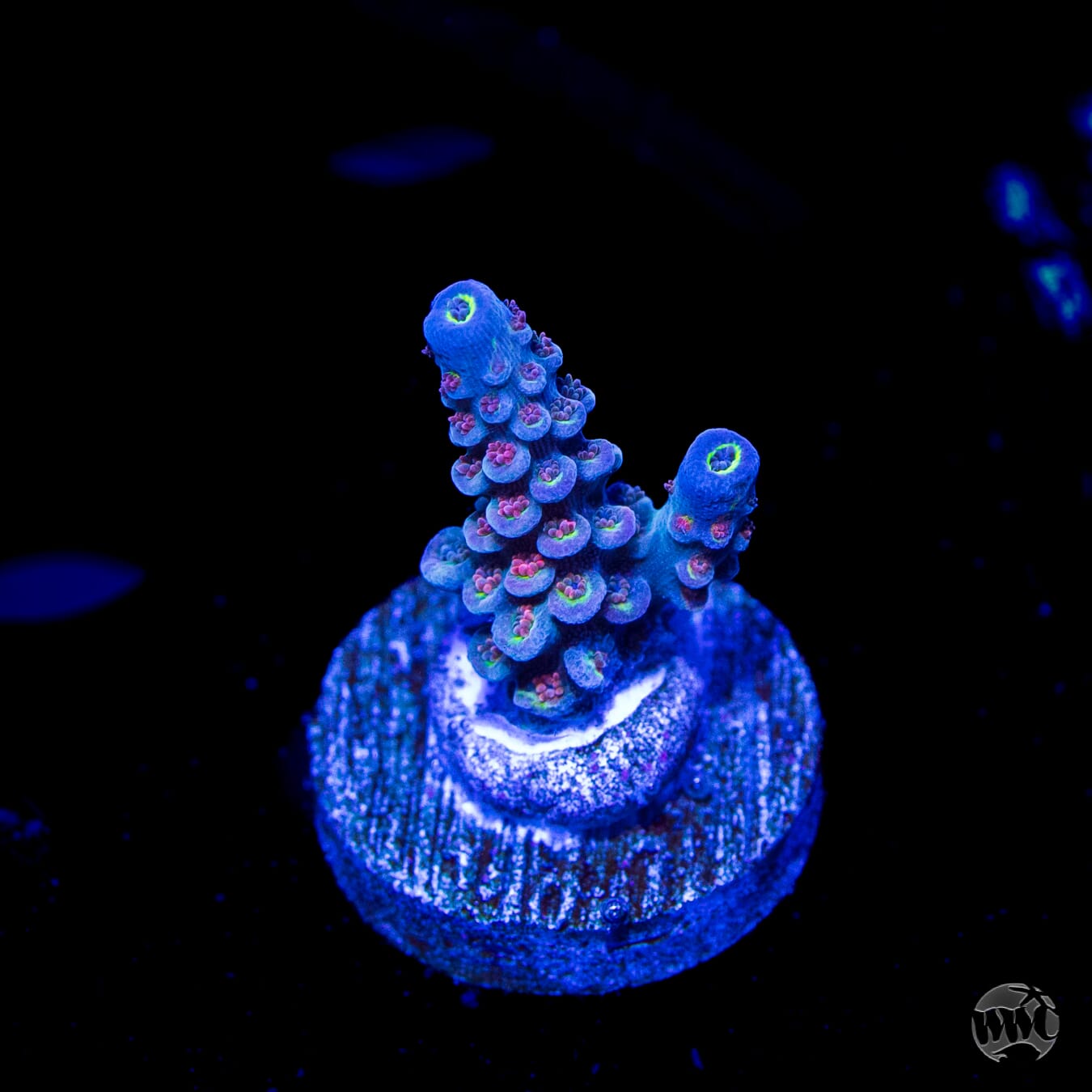 Red Polyp Tenuis Acropora