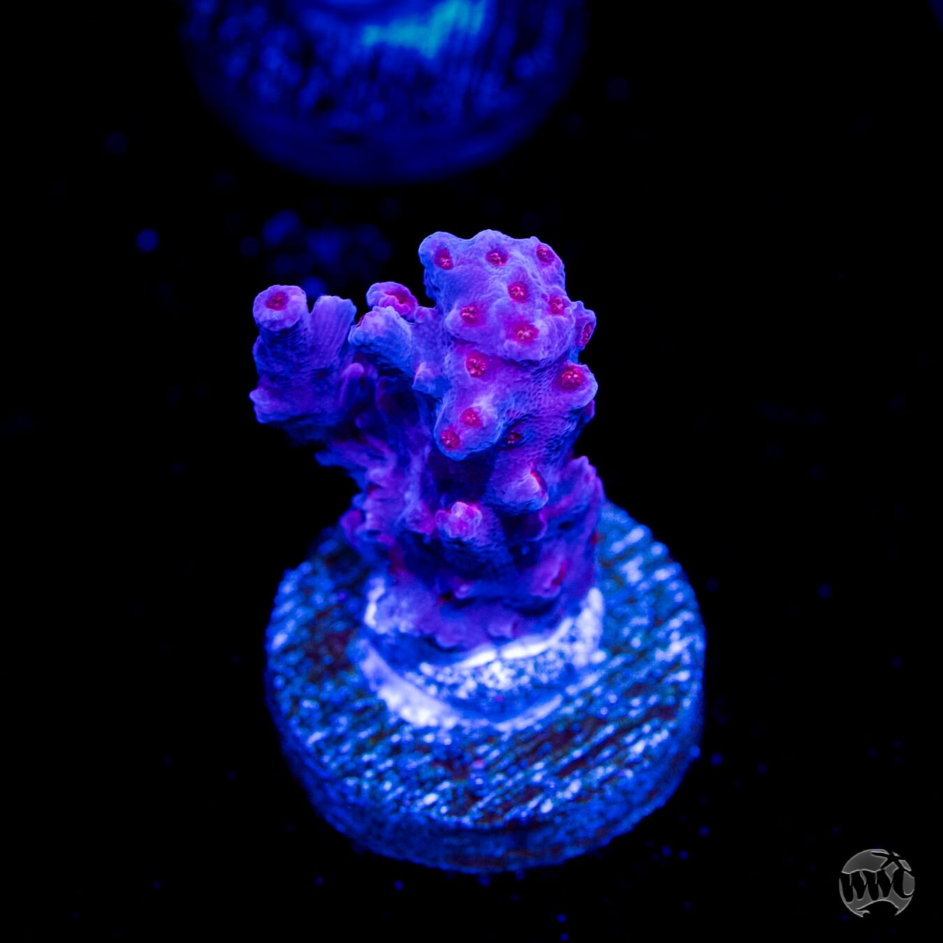 WWC Frozen Rose Acropora