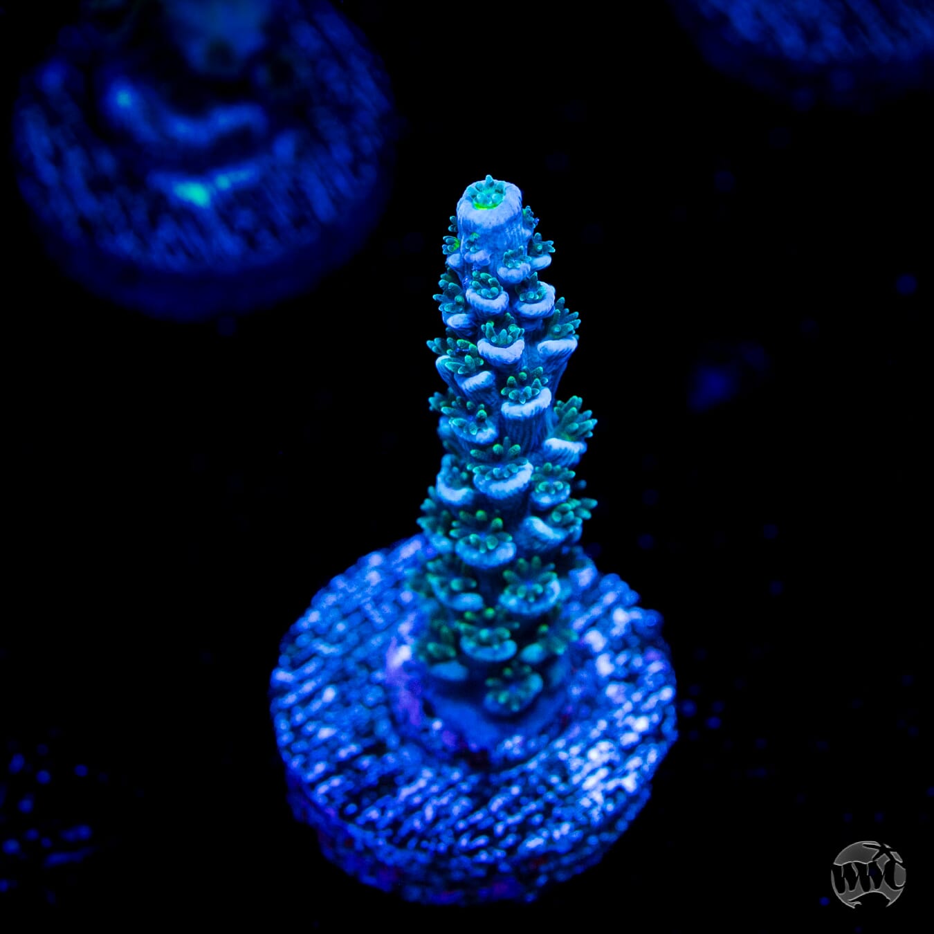 WWC Hair of the Dog Tenuis Acropora