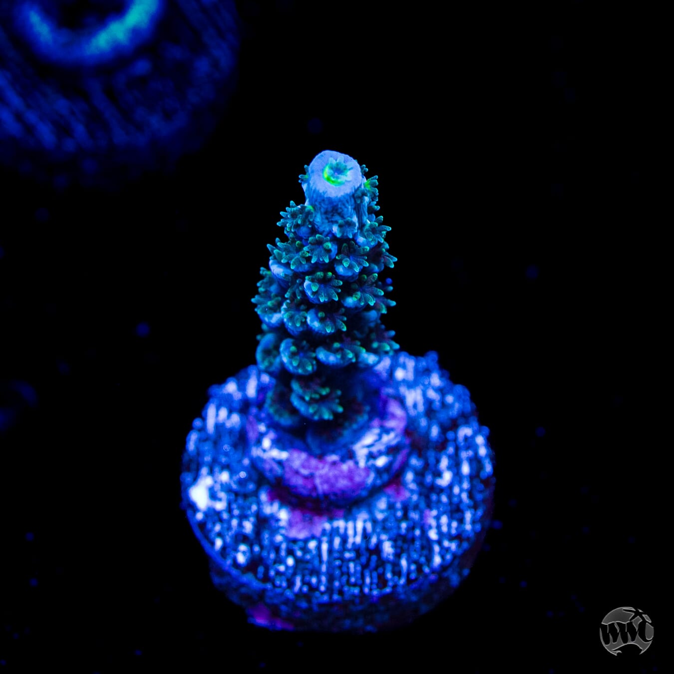 WWC Hair of the Dog Tenuis Acropora