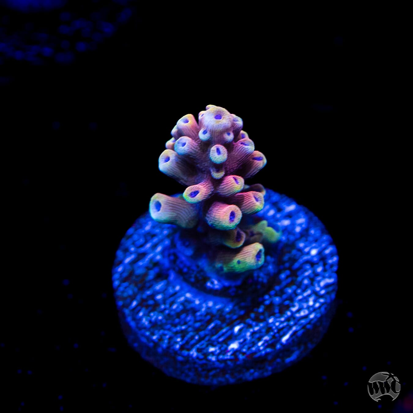 Pink Cadillac Acropora