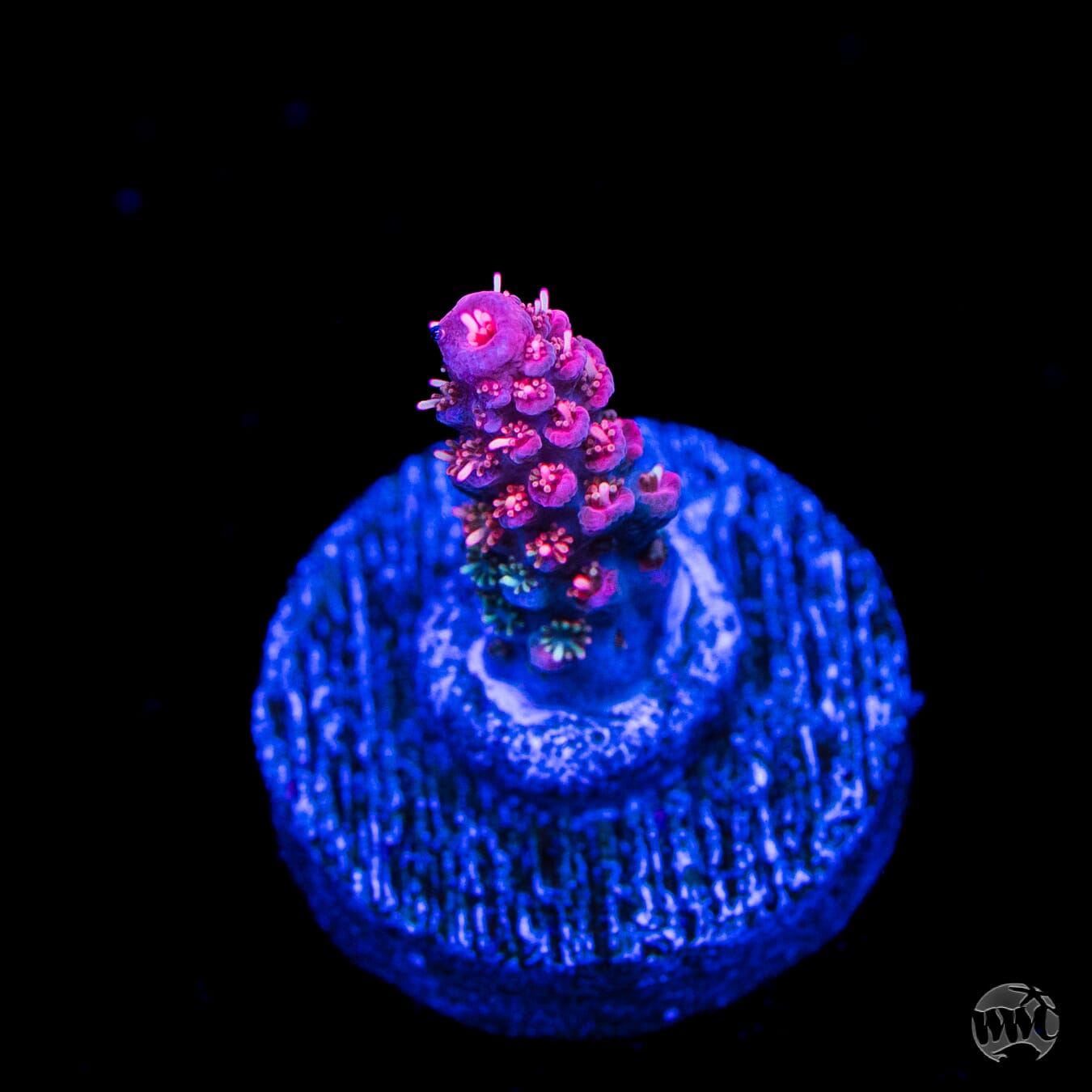 WWC Red Shortcake Acropora