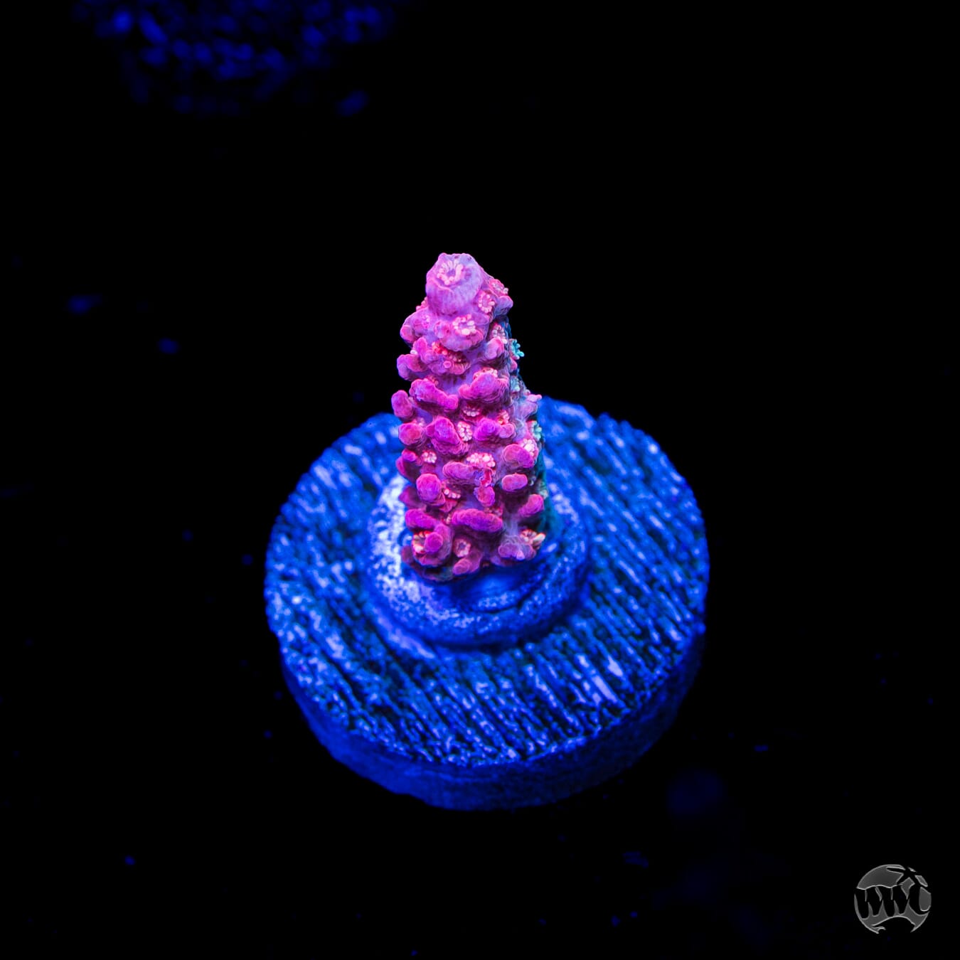 WWC Red Shortcake Acropora