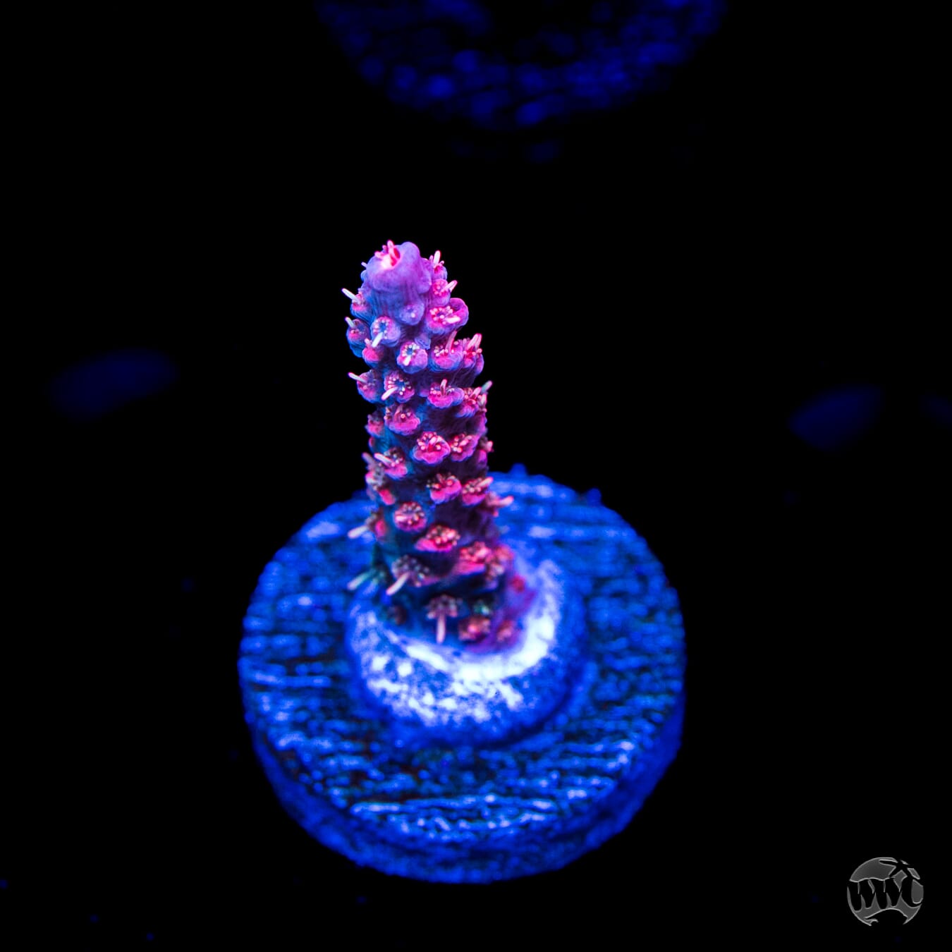 WWC Red Shortcake Acropora