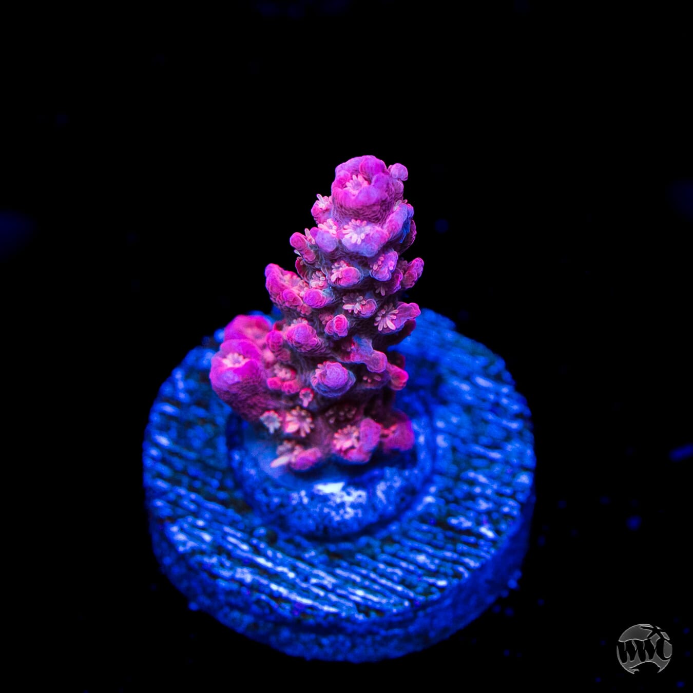 WWC Red Shortcake Acropora