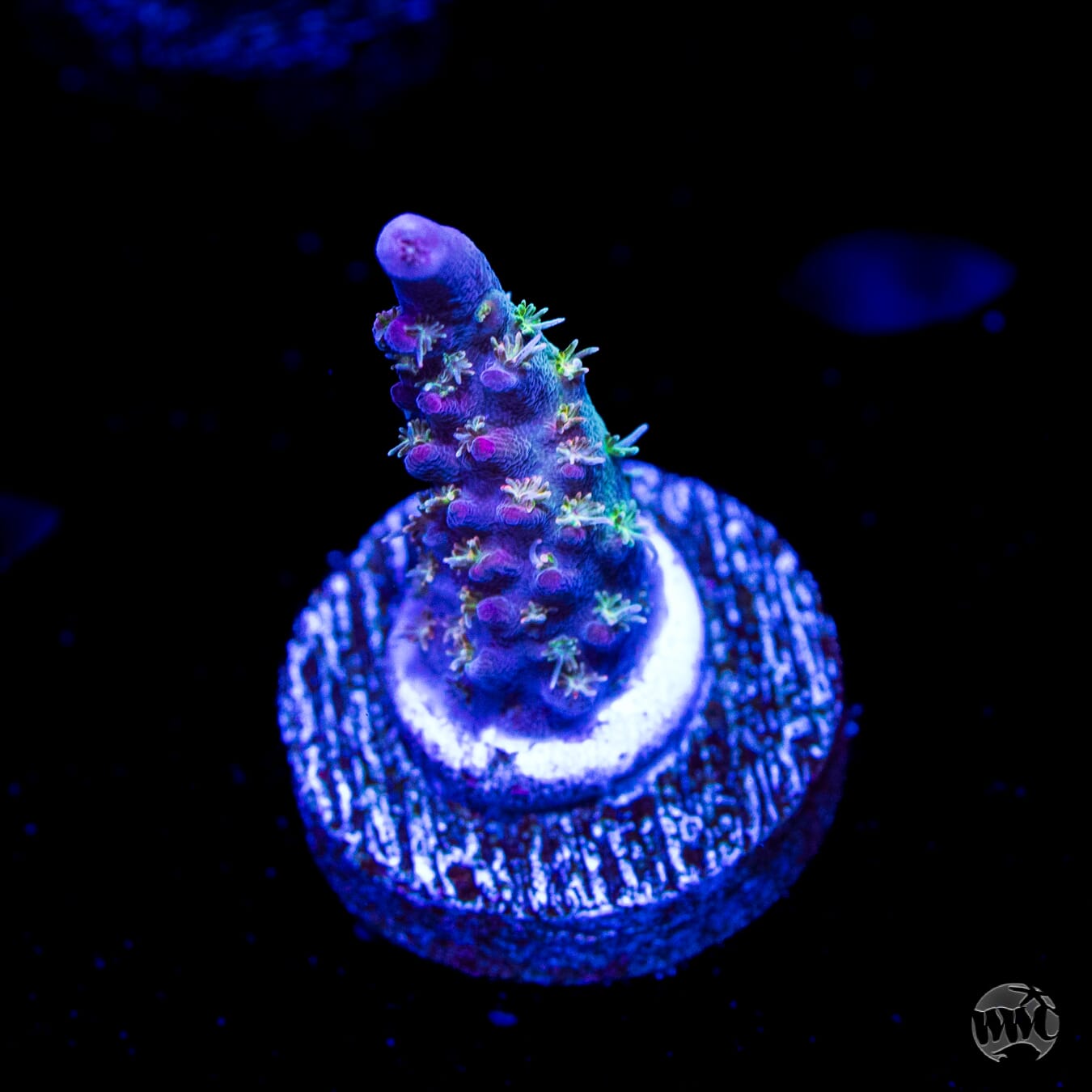 WWC Hippie Juice Acropora