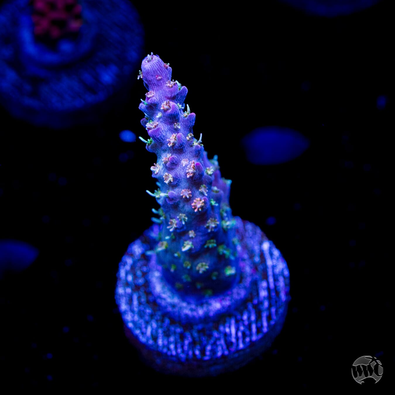 WWC Hippie Juice Acropora