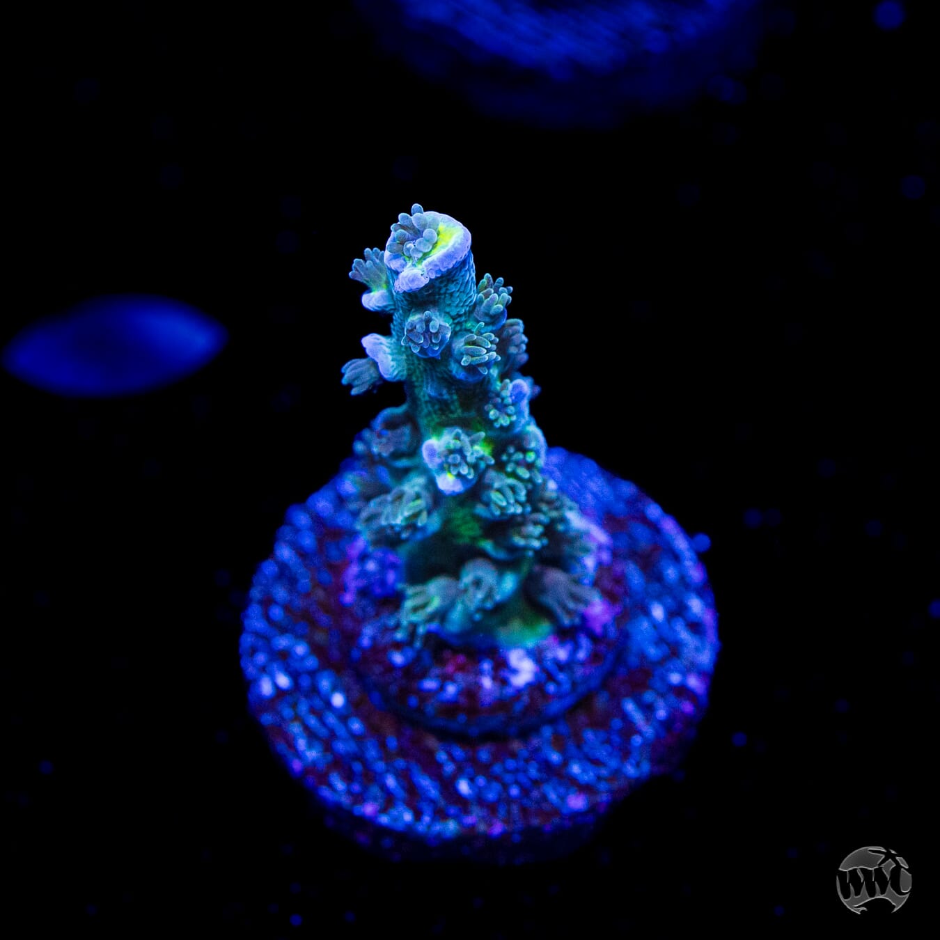 WWC New Frontier Tenuis Acropora