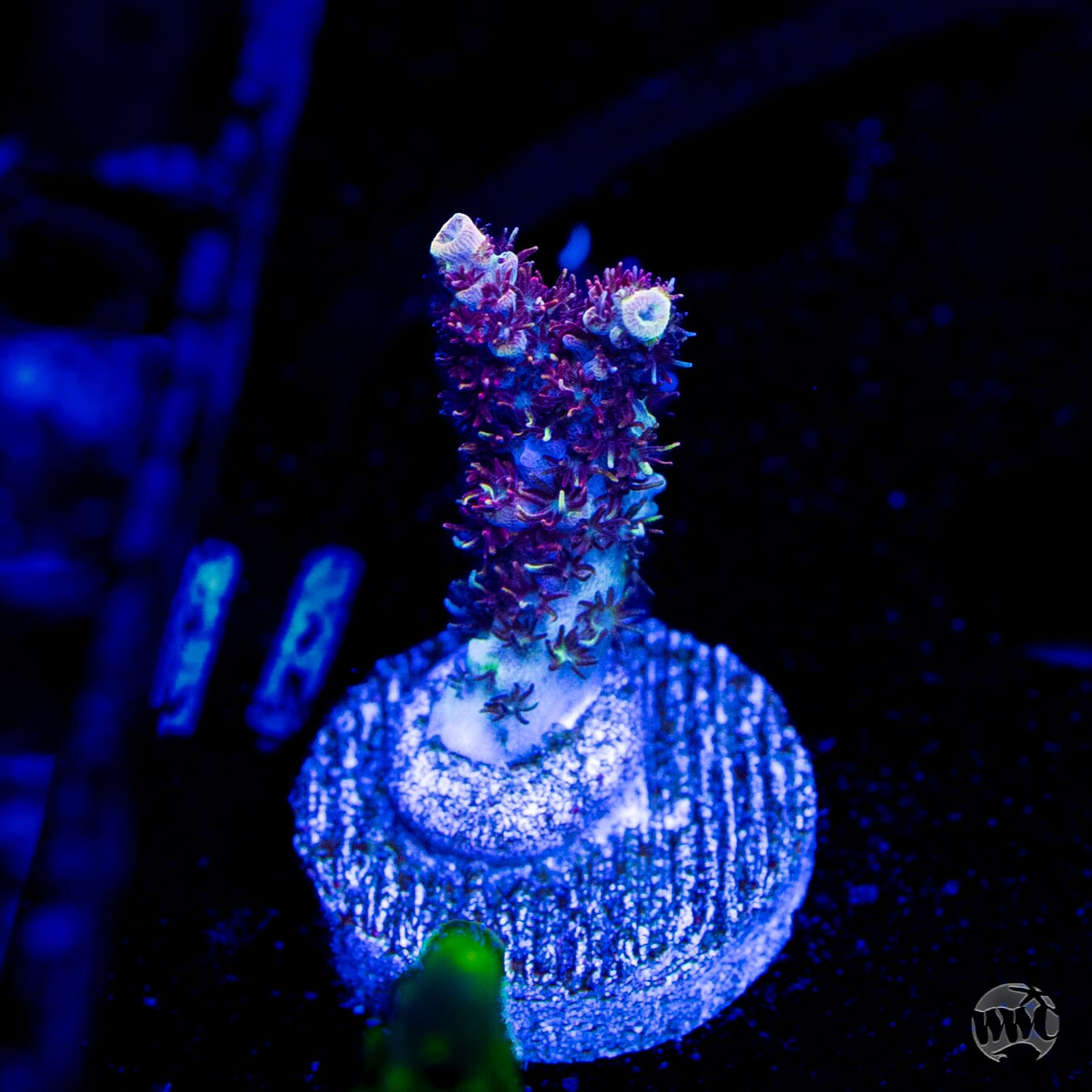 WWC Dirty Love Dreams Acropora