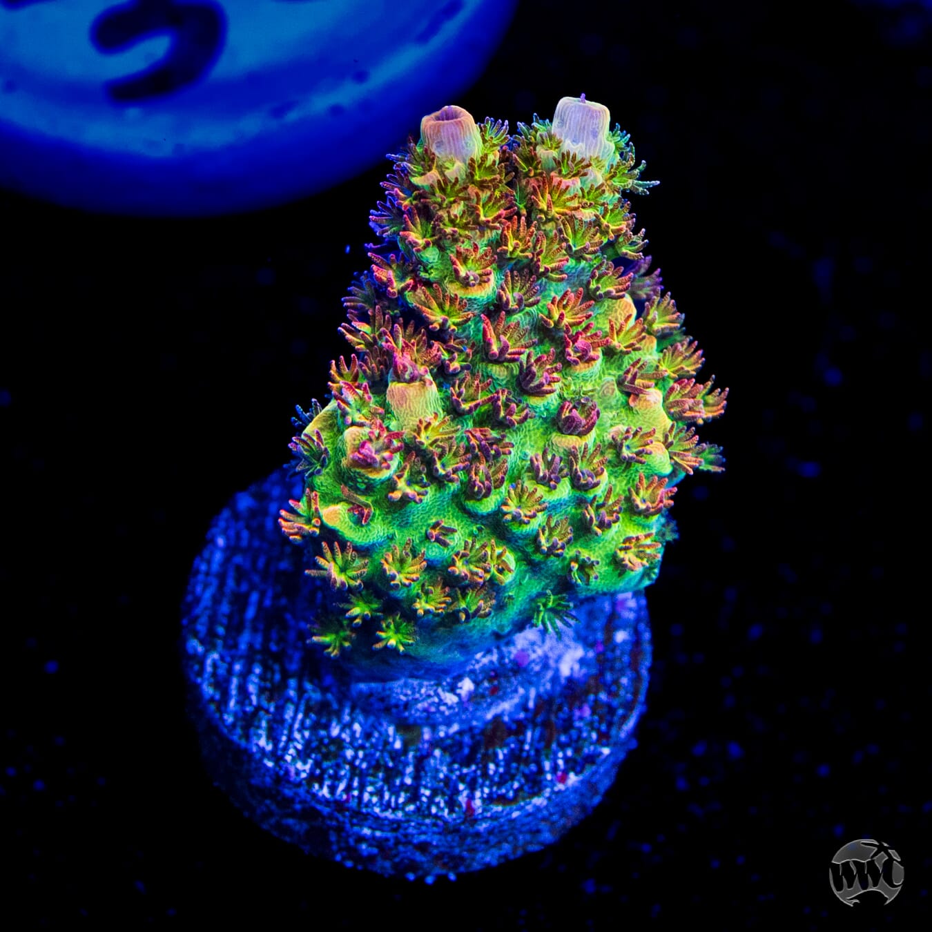 WWC Dirty Love Dreams Acropora