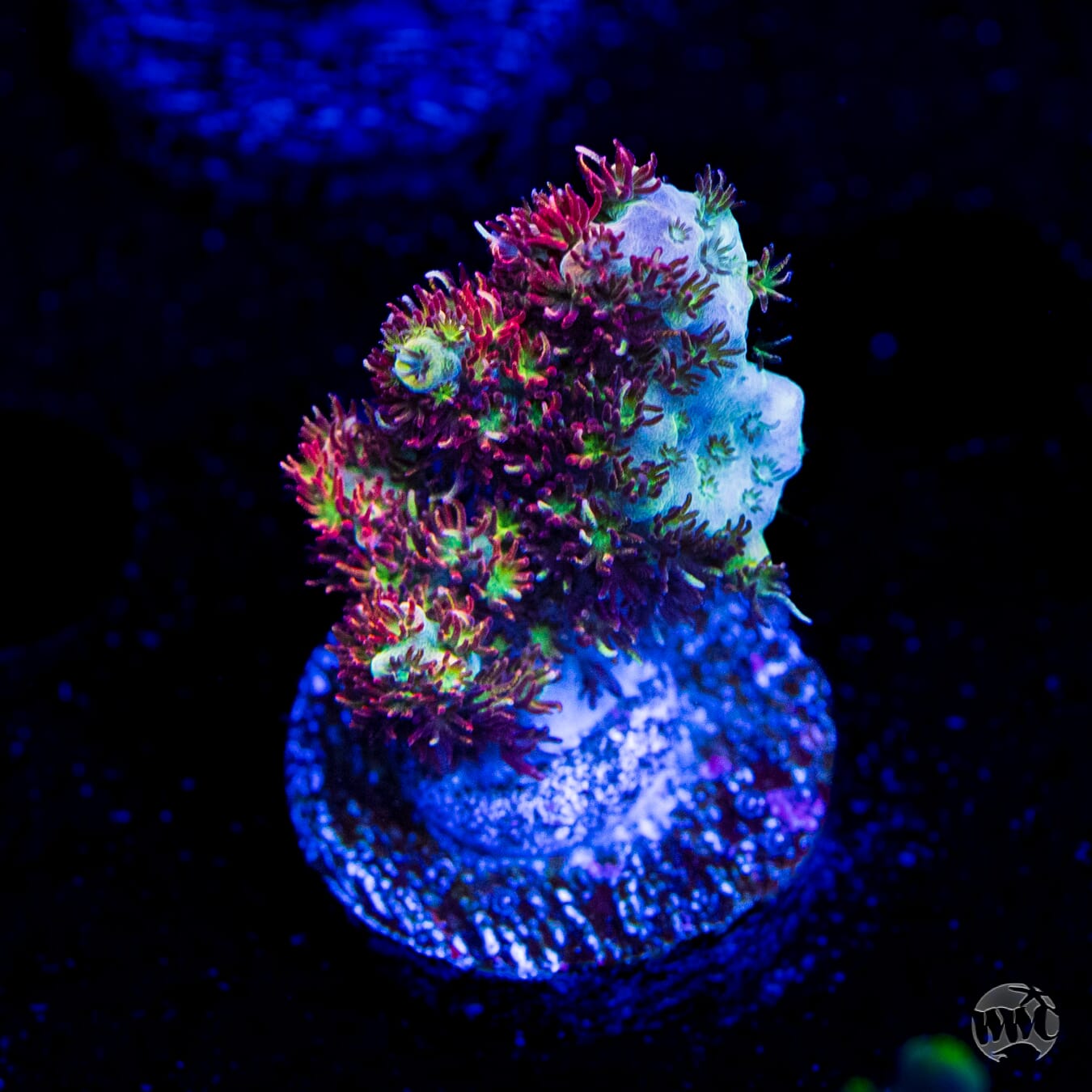 WWC Dirty Love Dreams Acropora