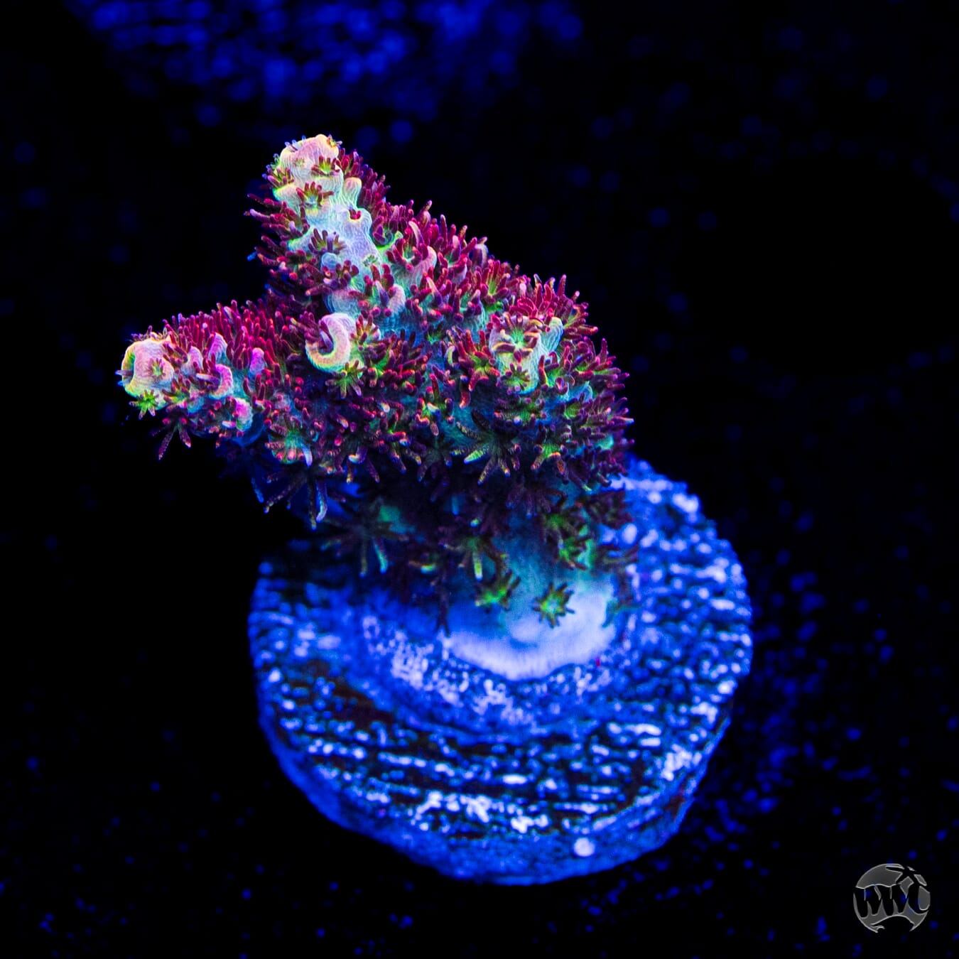 WWC Dirty Love Dreams Acropora