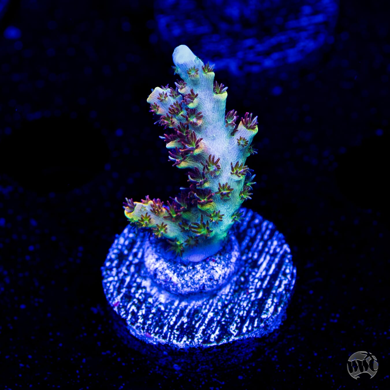 WWC Dirty Love Dreams Acropora