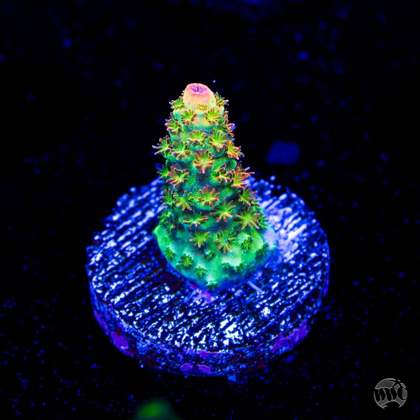 WWC Dirty Love Dreams Acropora