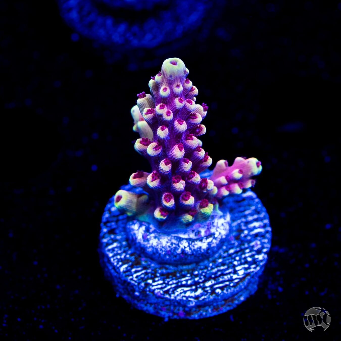 WWC Terra Red Acropora