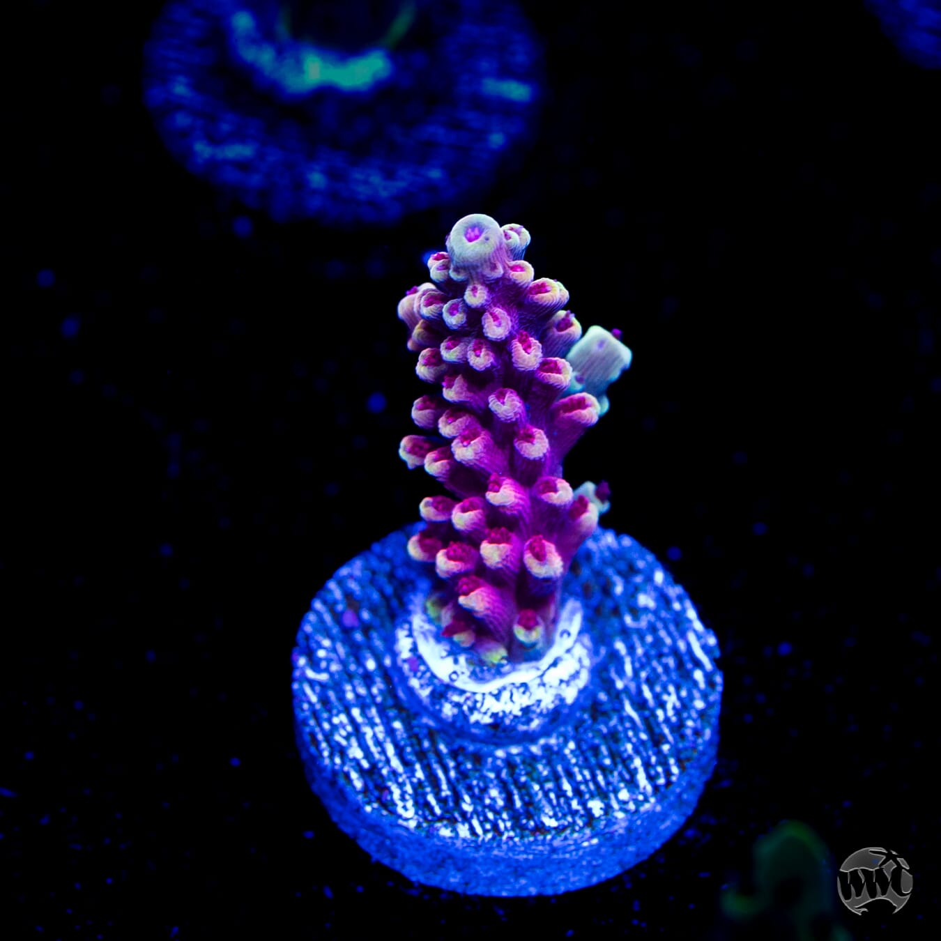 WWC Terra Red Acropora