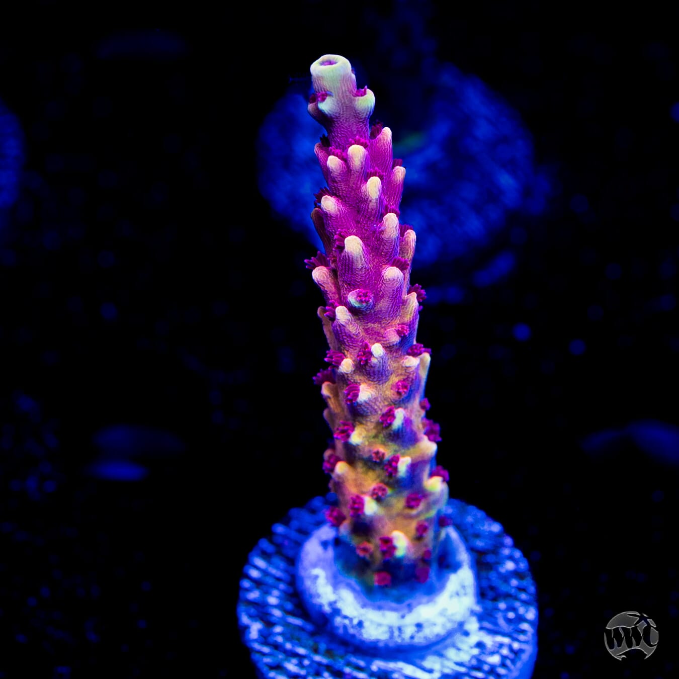 WWC Terra Red Acropora