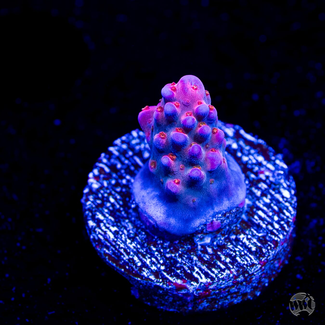 WWC All Star Acropora