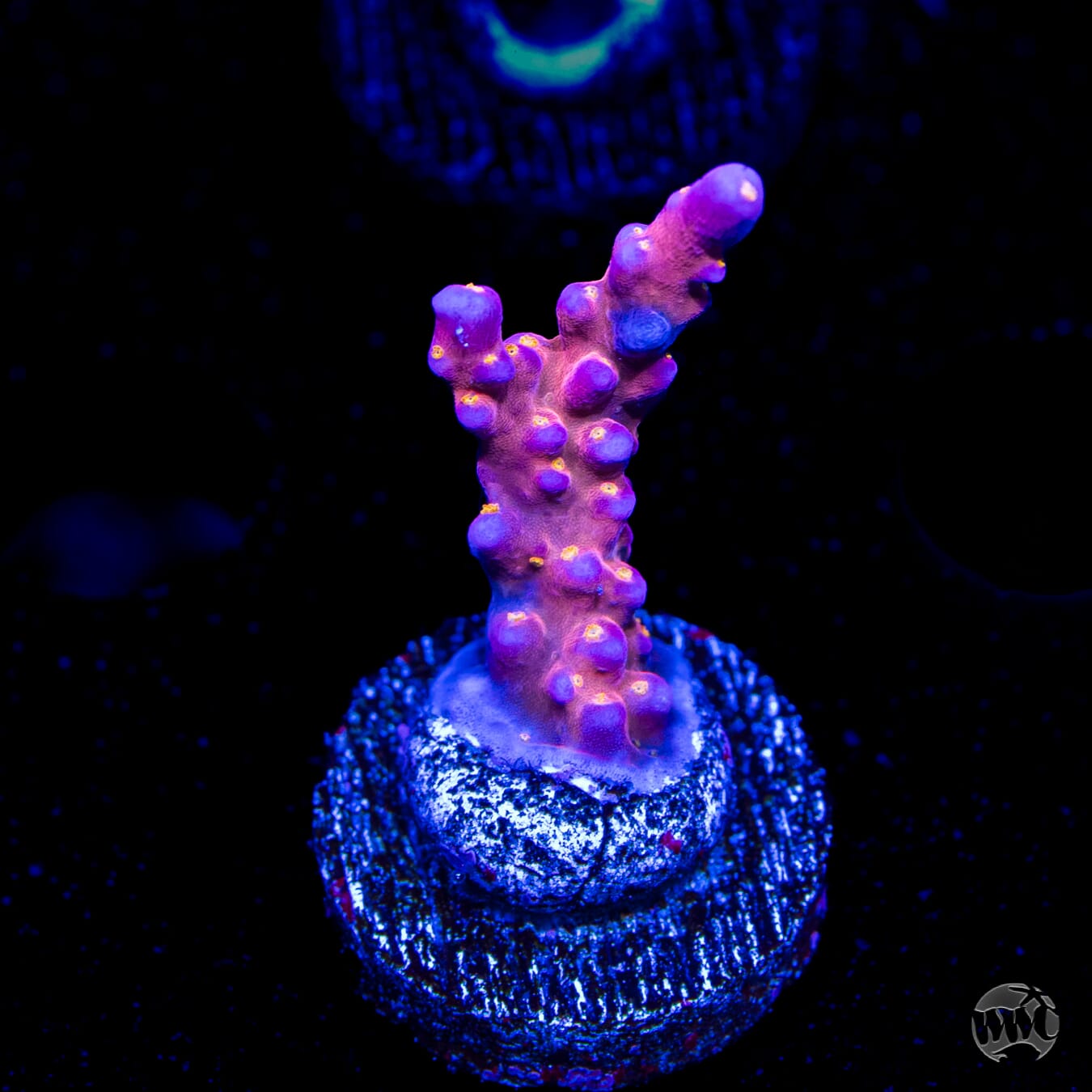 WWC All Star Acropora